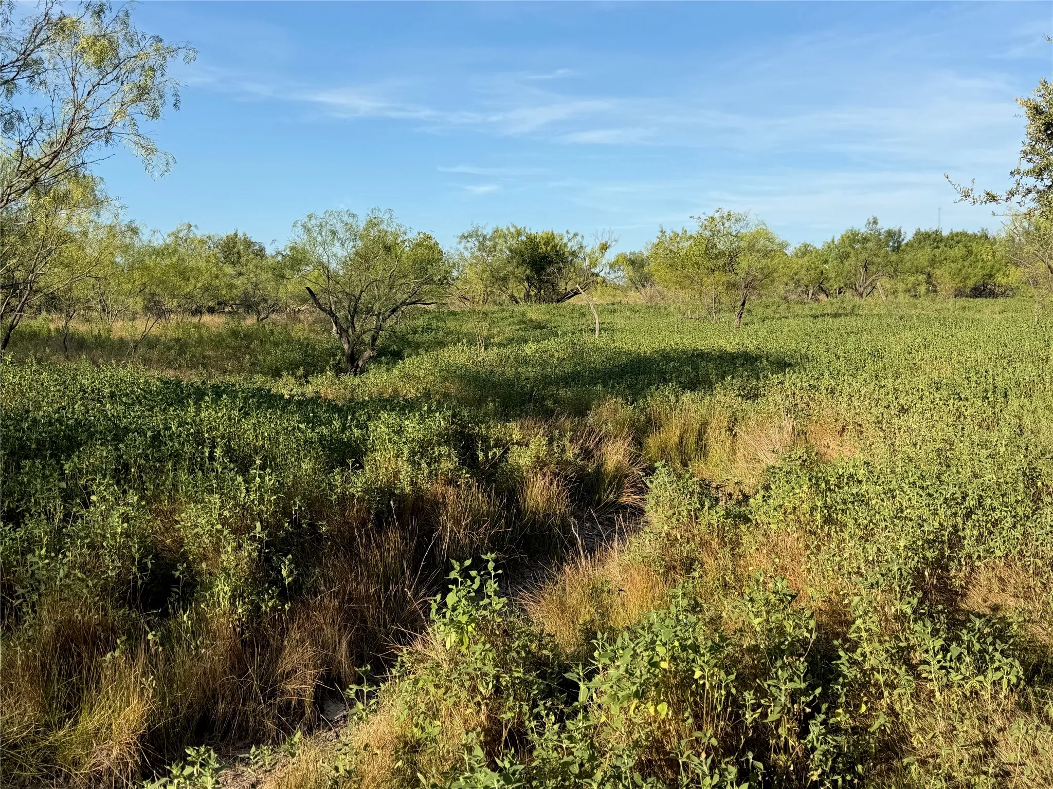 Expansive natural landscape featuring varied green foliage and scattered trees under a clear sky