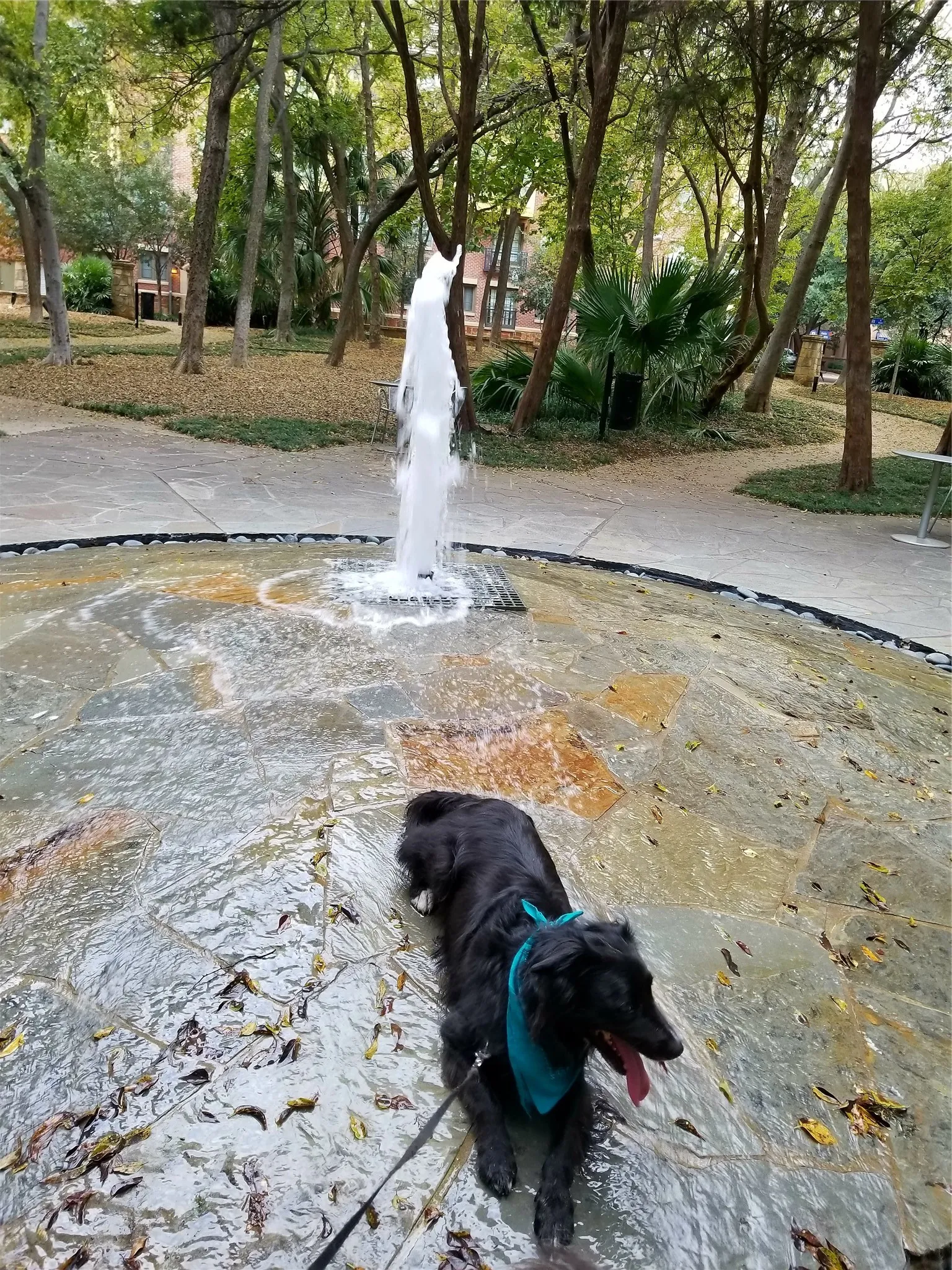 A happy dog chilling in one of the many dog-friendly parks of Addison Circle