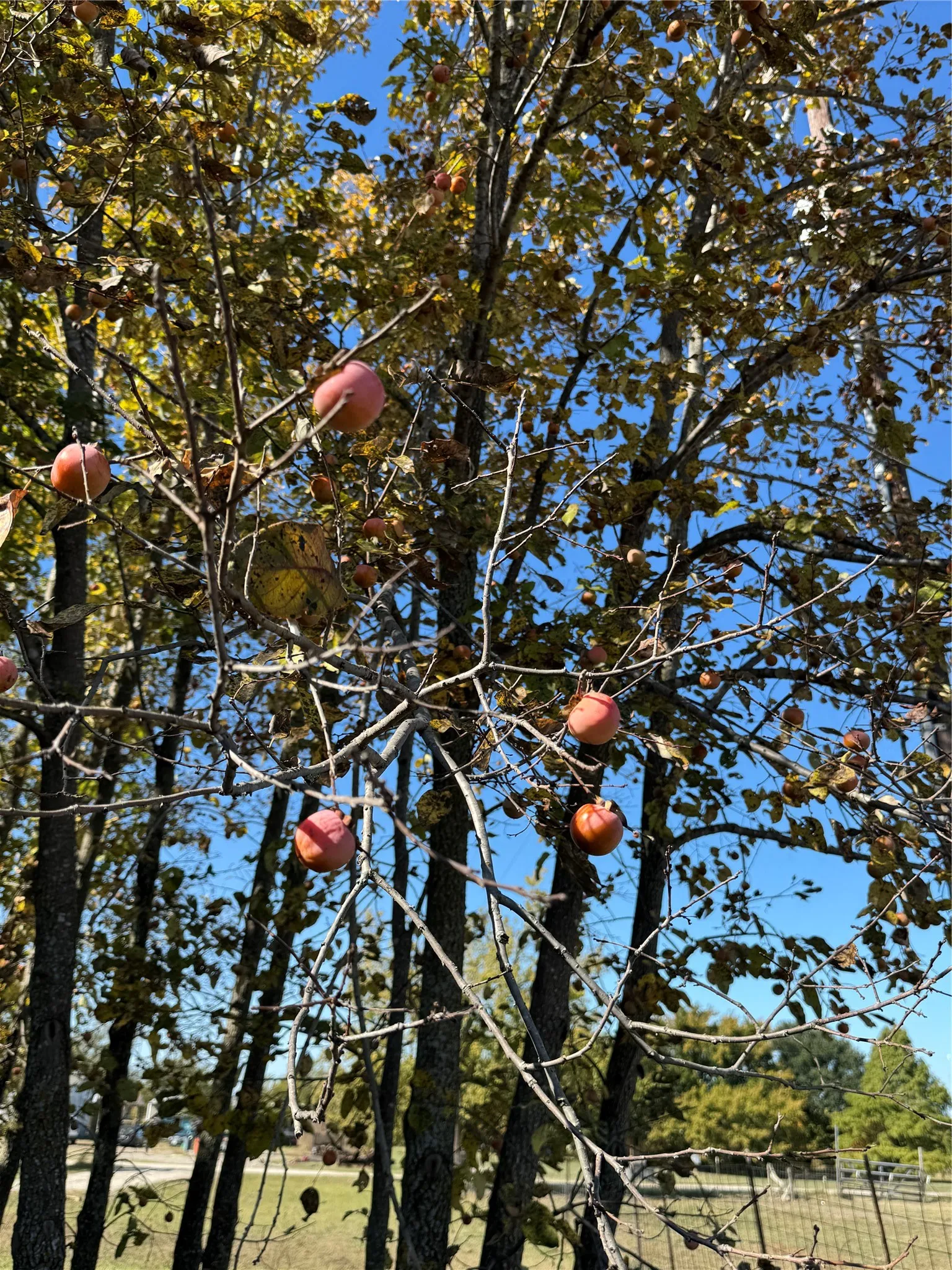 Persimmons