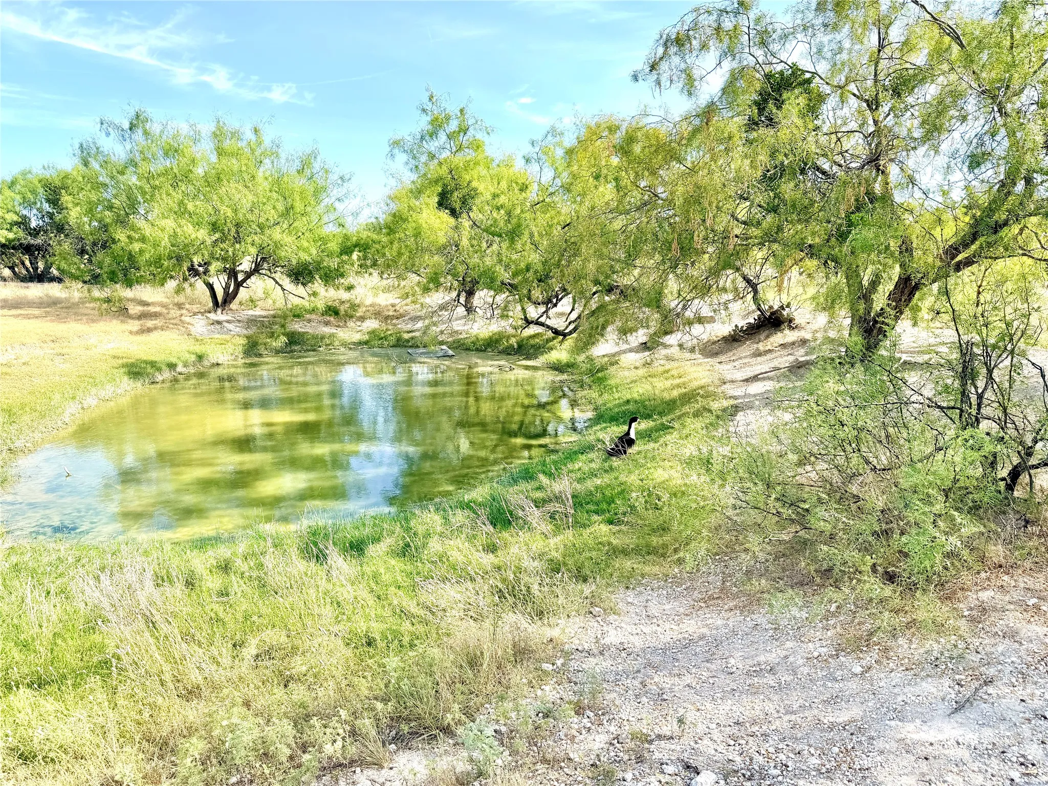 Single Family Residence For Sale in Mills County , 211 Fm 3023 S, Goldthwaite, Texas 76844, 4 Bedroom, 2 Bathroom, 1 Garage spaces, 2,494 Sqft, built in 1987, mls#21363889, Real Estate Agent in Goldthwaite, Homes For Sale in Mills county, Homes For Sale in Goldthwaite, Realtor in Goldthwaite Texas, Real Estate Brokerage Independent Realty Texas, Luminita Cordes Realtor
