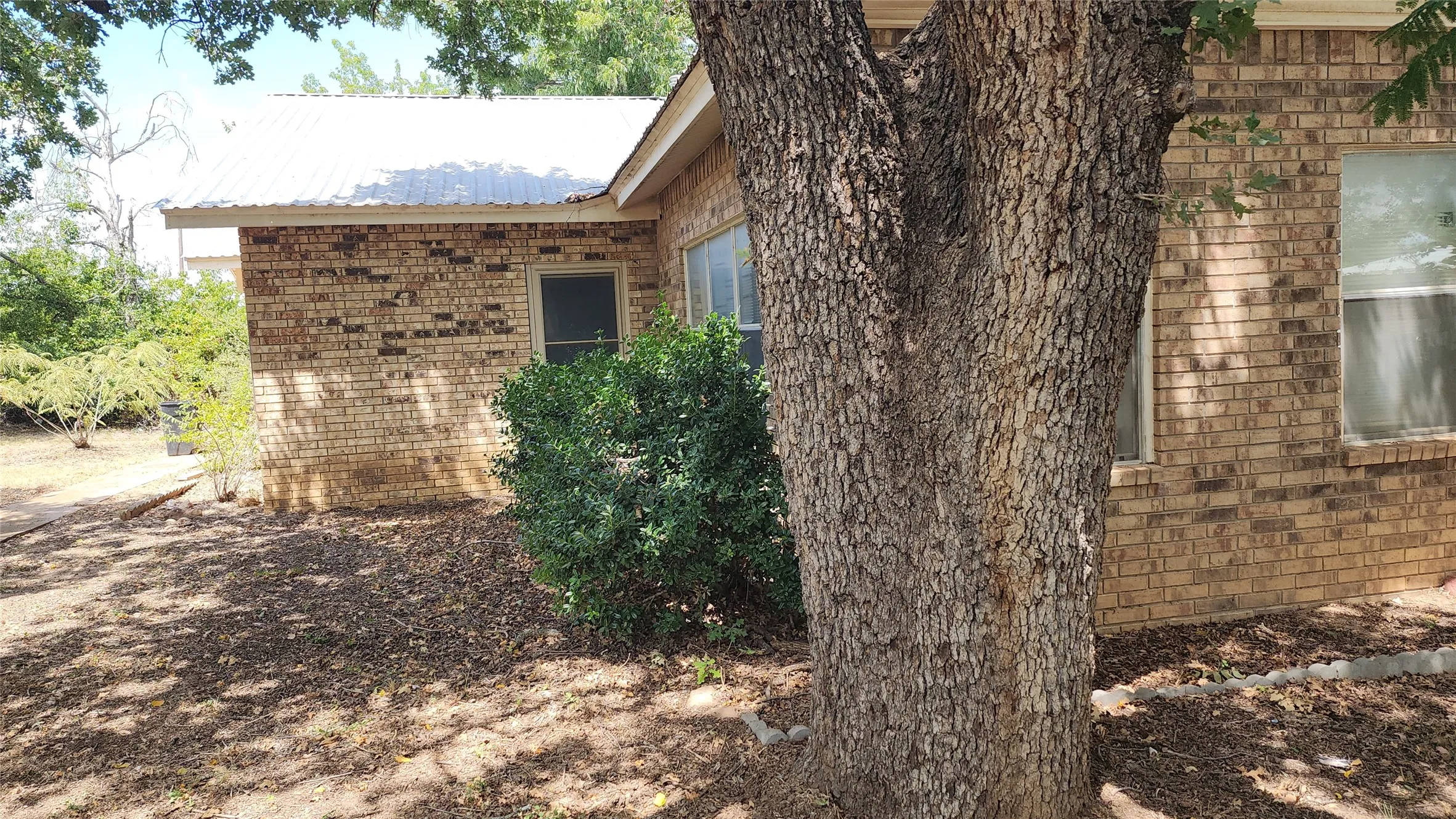 large tree on side of house