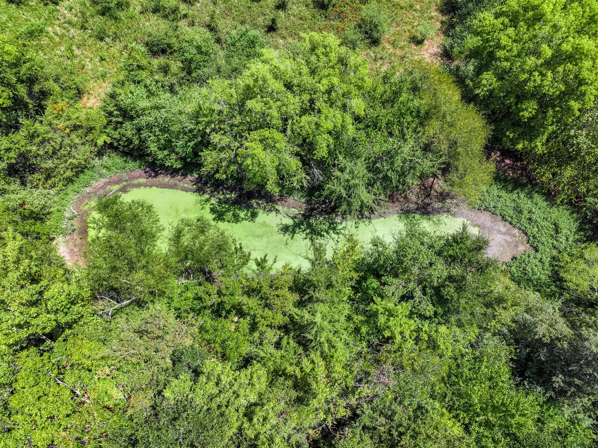 Natural pond feature surrounded by dense, mature trees