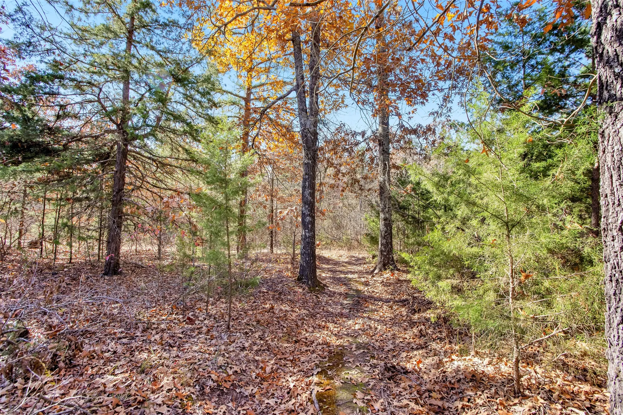 Unimproved Land For Sale in Lamar County , TBD 197, Arthur City, Texas 75411, 0, 0, Garage spaces, 0 Sqft, built in 0, Price $325,000, mls#21364502, Real Estate Agent in Arthur City, Homes For Sale in Lamar county, Homes For Sale in Arthur City, Realtor in Arthur City Texas, Real Estate Brokerage Independent Realty Texas, Luminita Cordes Realtor