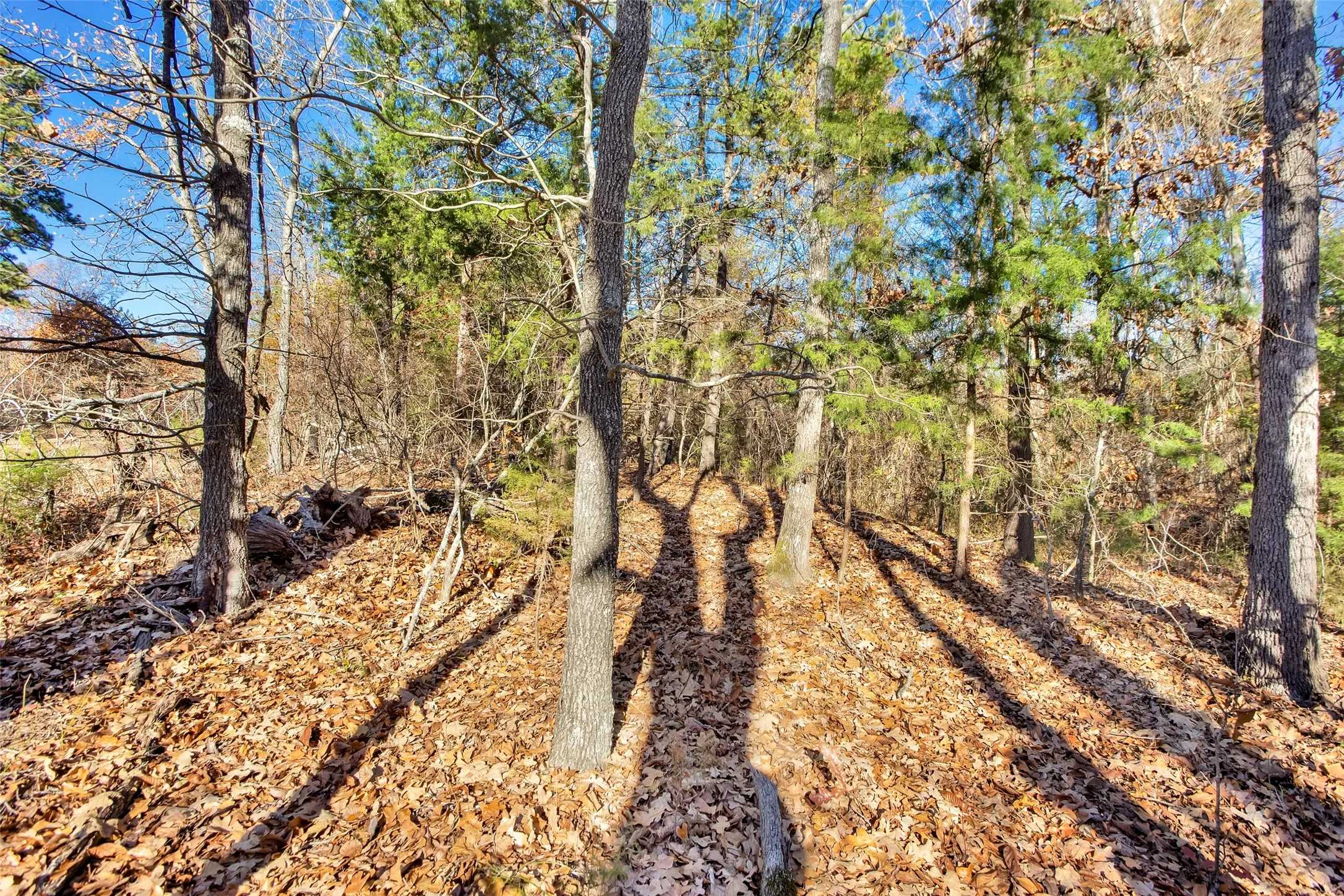 Unimproved Land For Sale in Lamar County , TBD 197, Arthur City, Texas 75411, 0, 0, Garage spaces, 0 Sqft, built in 0, Price $325,000, mls#21364502, Real Estate Agent in Arthur City, Homes For Sale in Lamar county, Homes For Sale in Arthur City, Realtor in Arthur City Texas, Real Estate Brokerage Independent Realty Texas, Luminita Cordes Realtor