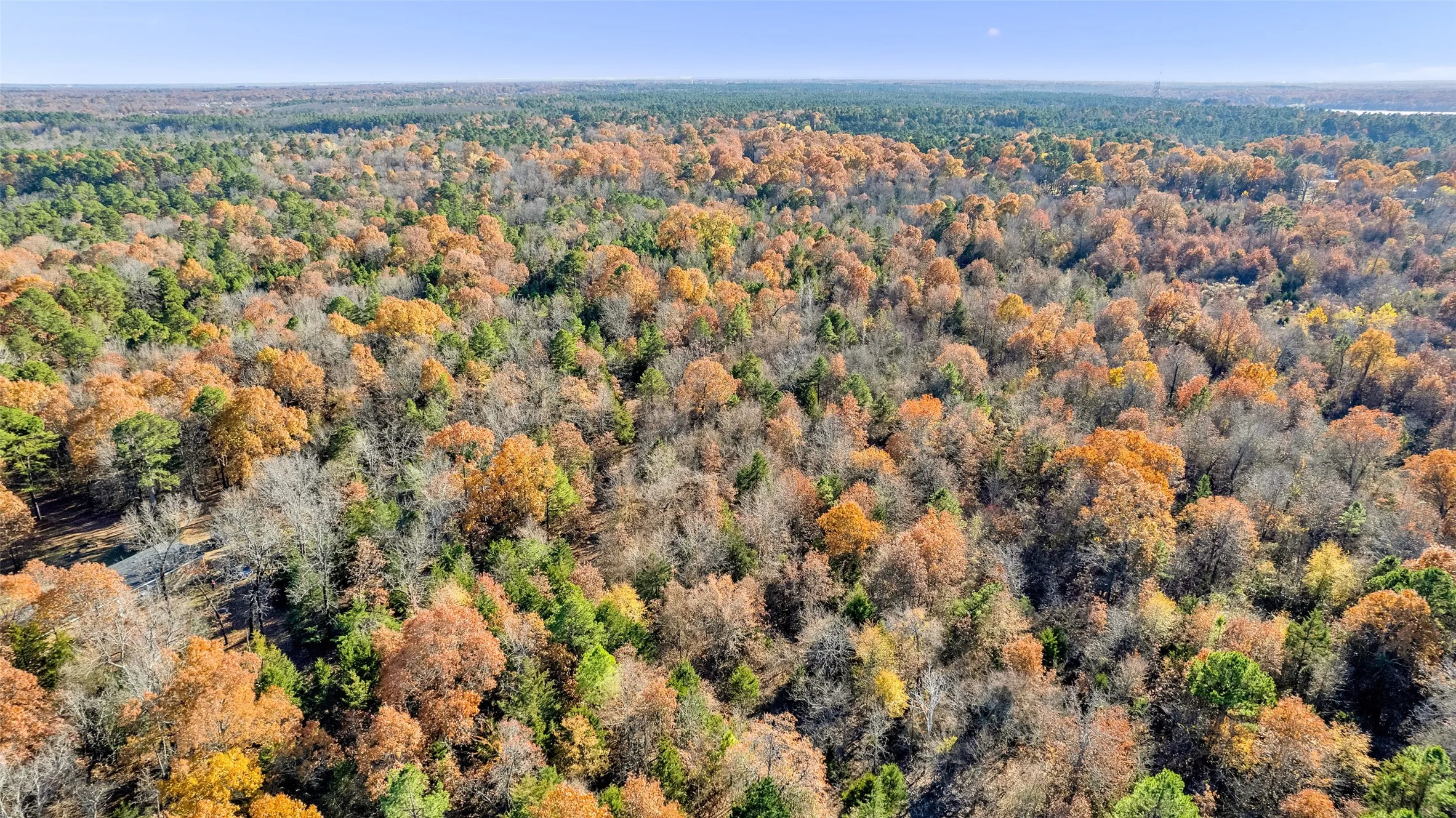 Expansive tree canopy featuring diverse foliage, mature trees, and natural terrain