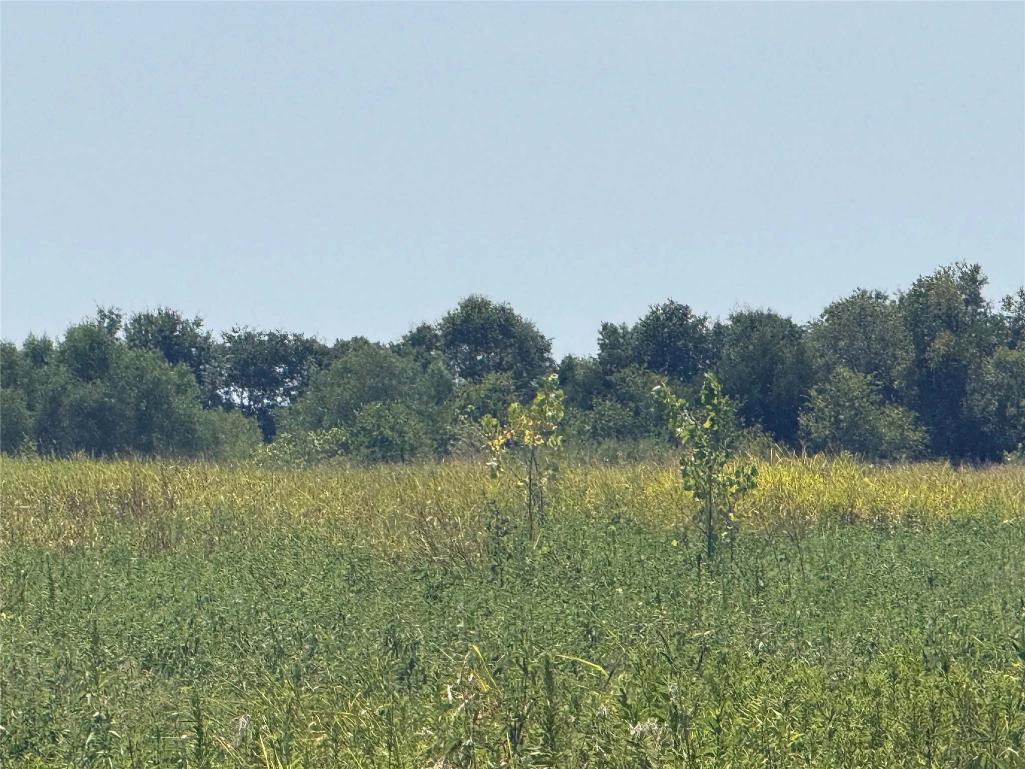 Unimproved Land For Sale in Fannin County , 3828 FM 272, Leonard, Texas 75423, 0, 0, Garage spaces, 0 Sqft, built in 0, mls#21364620, Real Estate Agent in Leonard, Homes For Sale in Fannin county, Homes For Sale in Leonard, Realtor in Leonard Texas, Real Estate Brokerage Independent Realty Texas, Luminita Cordes Realtor