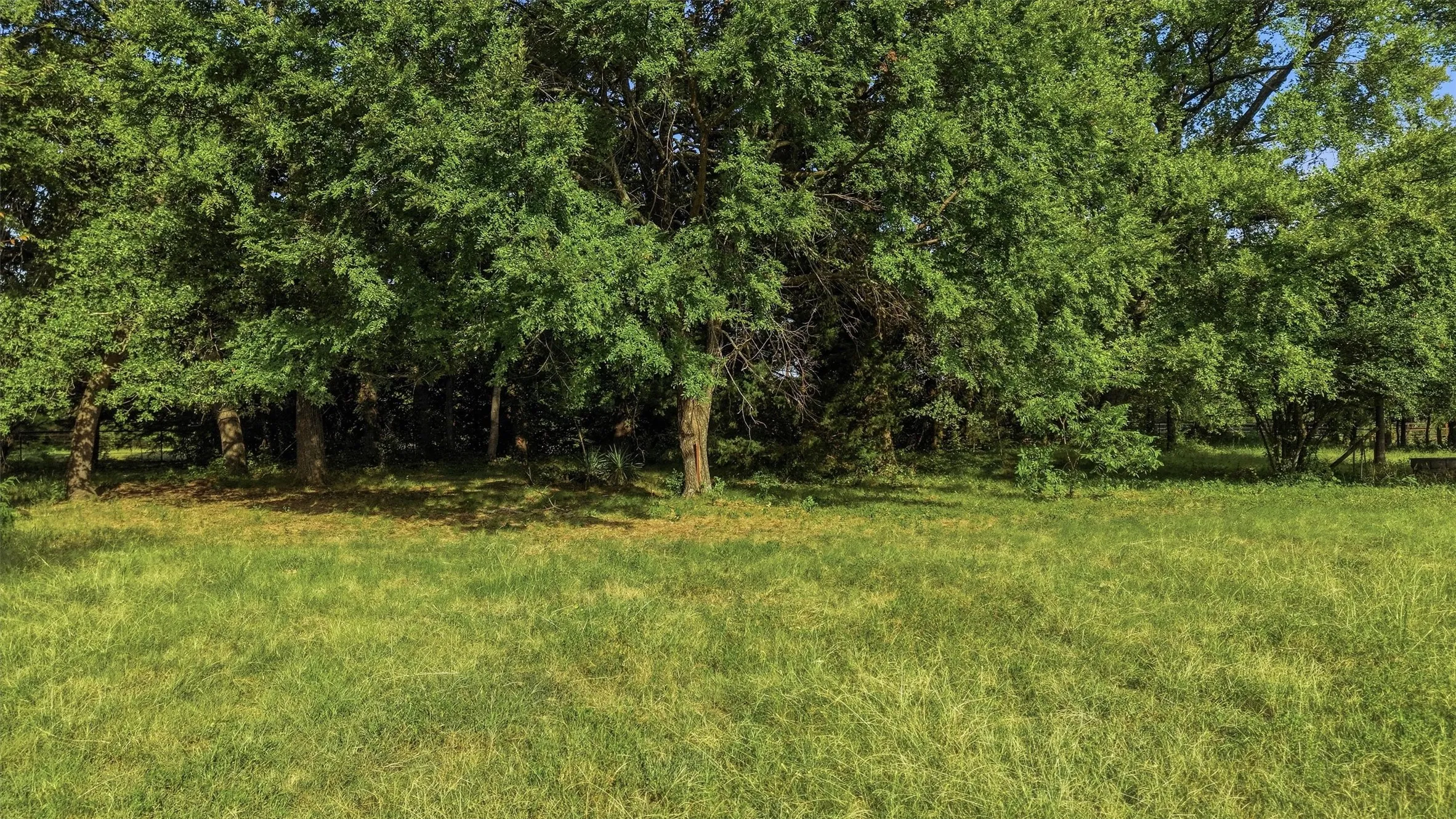 Mature shad trees