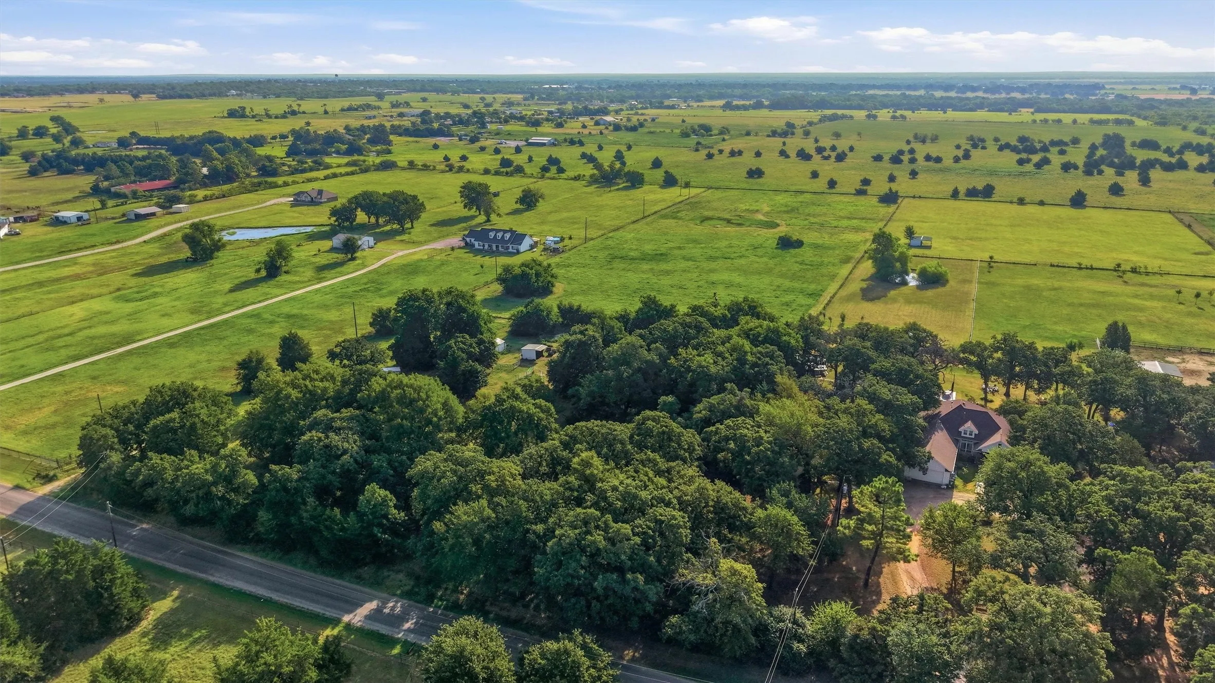 Large mature pecan trees
