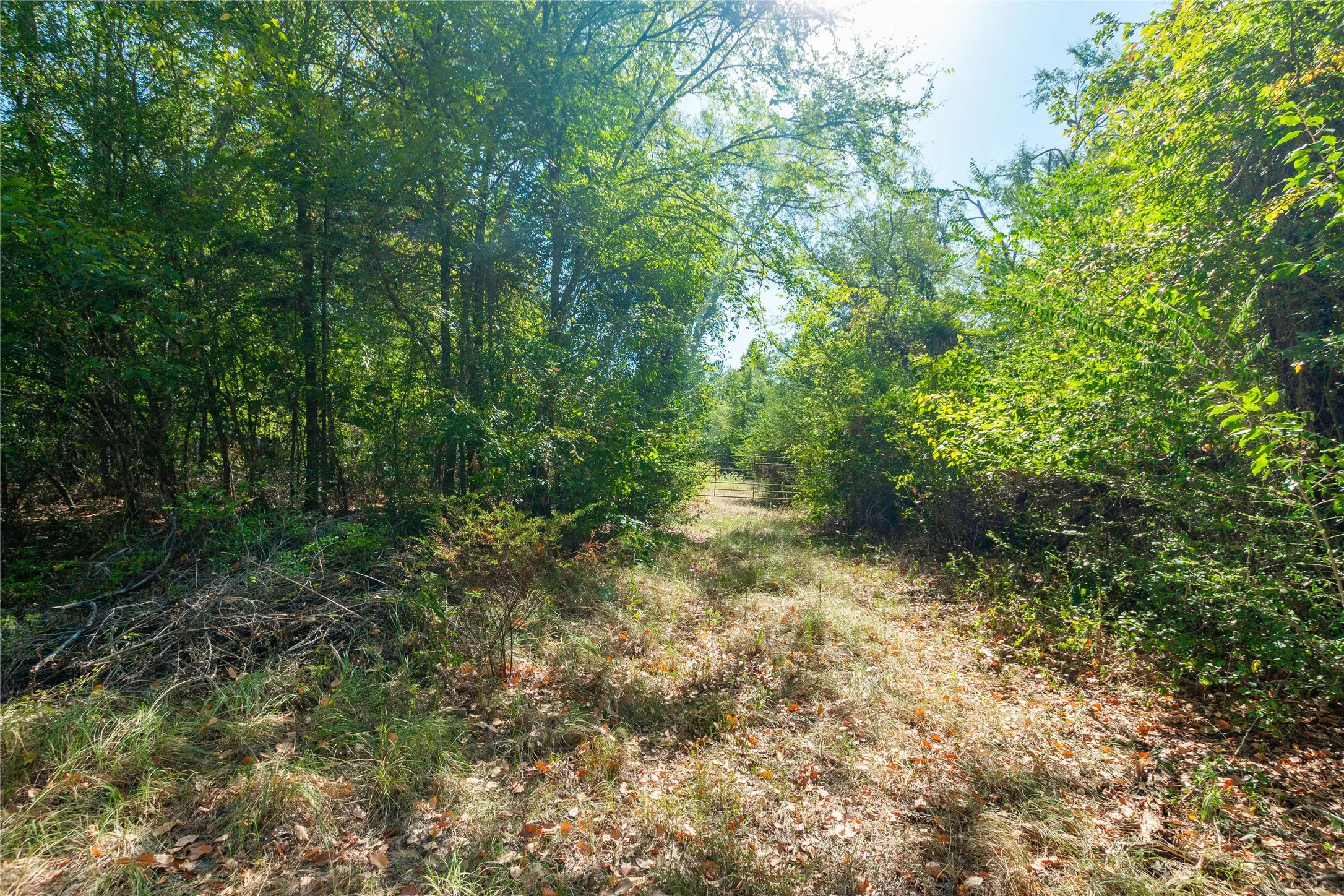 Unimproved Land For Sale in Van Zandt County , 241 County Road 4824, Ben Wheeler, Texas 75754, 0, 0, Garage spaces, 0 Sqft, built in 0, Price $500,000, mls#21364939, Real Estate Agent in Ben Wheeler, Homes For Sale in Van Zandt county, Homes For Sale in Ben Wheeler, Realtor in Ben Wheeler Texas, Real Estate Brokerage Independent Realty Texas, Luminita Cordes Realtor