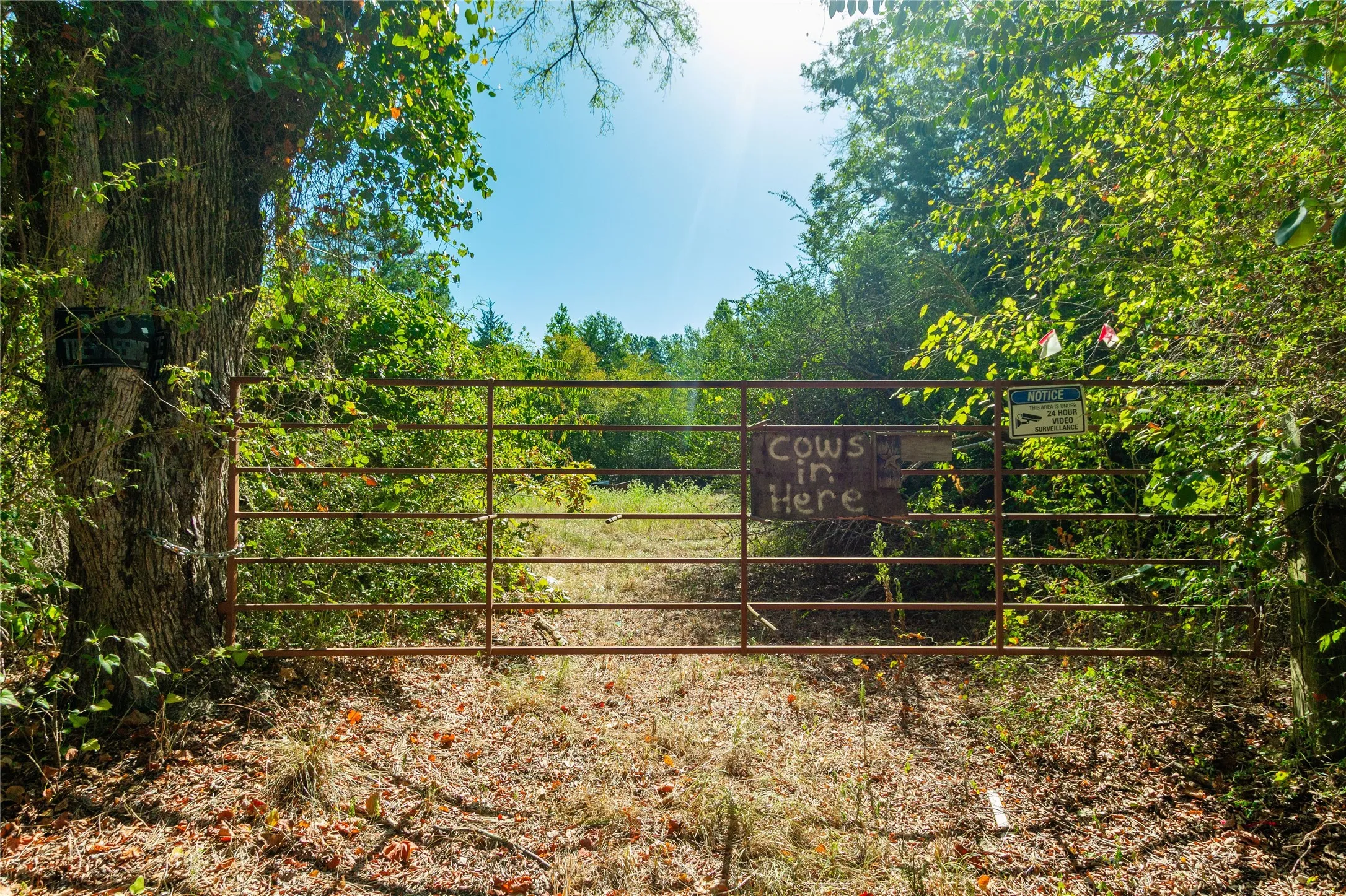 Unimproved Land For Sale in Van Zandt County , 241 County Road 4824, Ben Wheeler, Texas 75754, 0, 0, Garage spaces, 0 Sqft, built in 0, Price $500,000, mls#21364939, Real Estate Agent in Ben Wheeler, Homes For Sale in Van Zandt county, Homes For Sale in Ben Wheeler, Realtor in Ben Wheeler Texas, Real Estate Brokerage Independent Realty Texas, Luminita Cordes Realtor