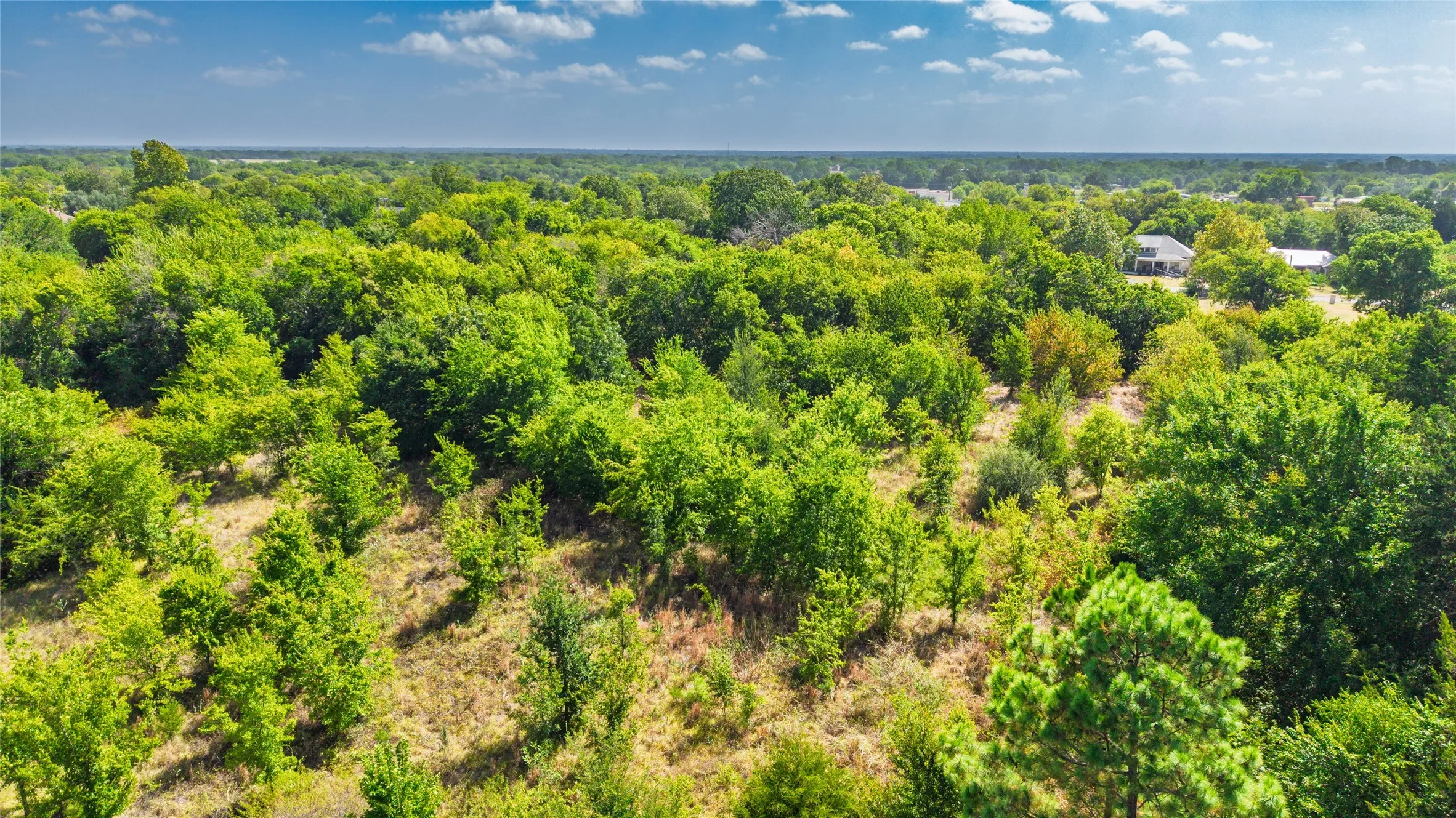 Expansive tree-covered terrain with varied foliage and a clear sky