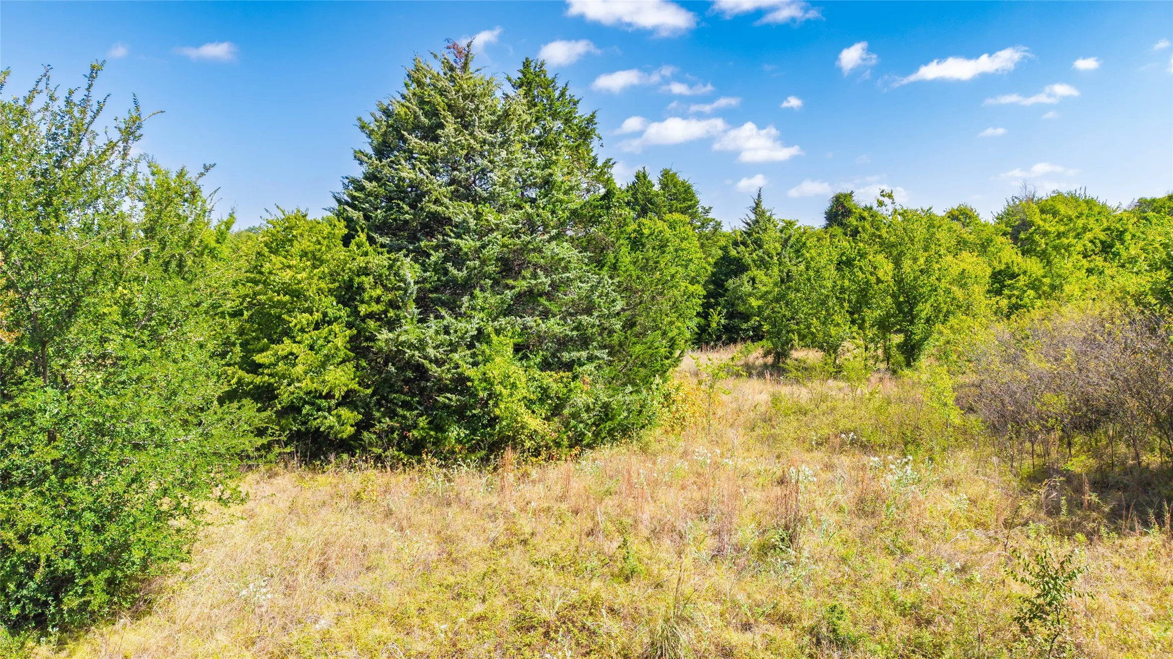Expansive natural landscape featuring varied mature trees and abundant foliage under a clear sky