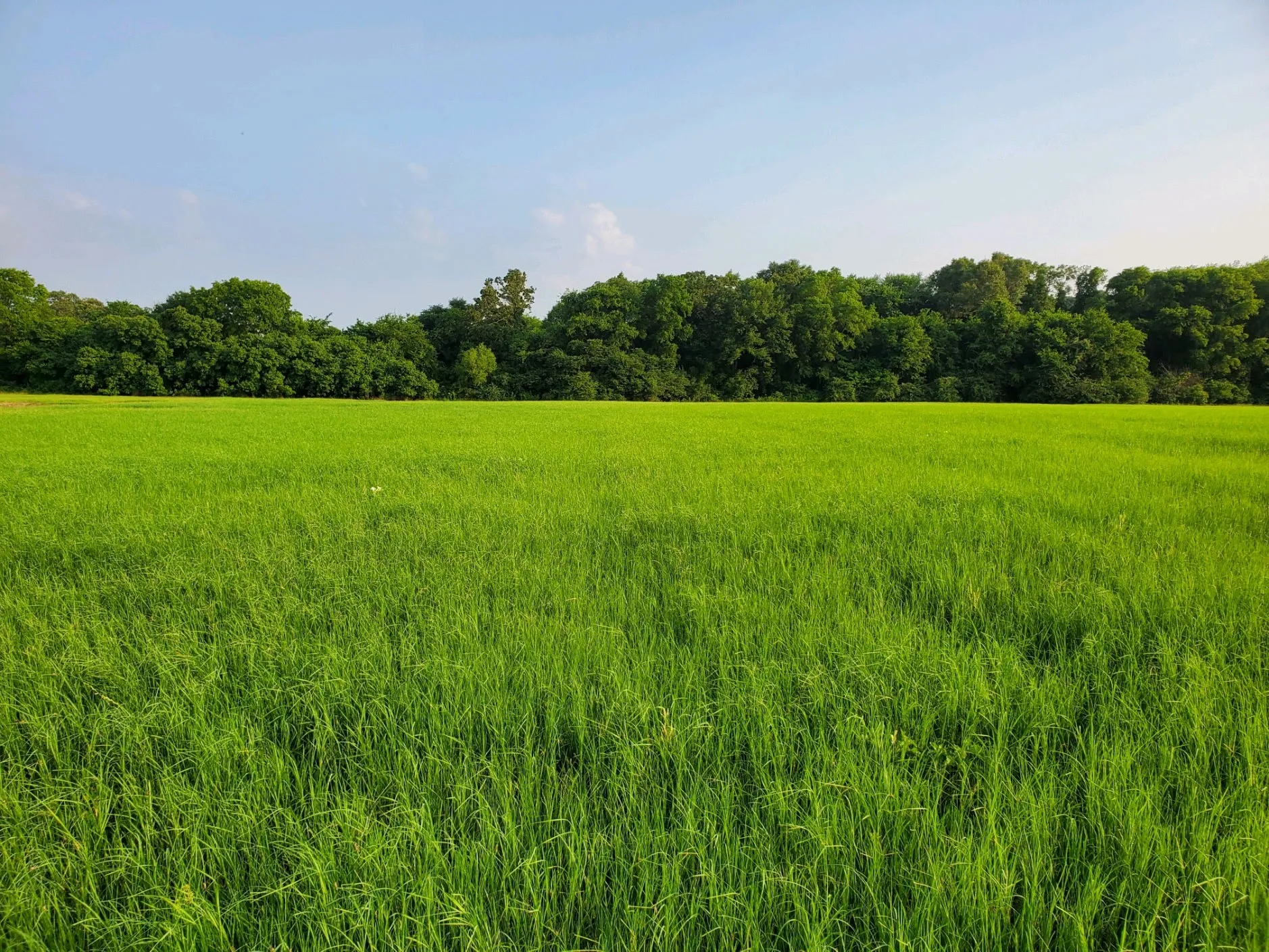 Unimproved Land For Sale in Hopkins County , 940 County Road 1106 E, Sulphur Springs, Texas 75482, 0, 0, Garage spaces, 0 Sqft, built in 0, mls#21365107, Real Estate Agent in Sulphur Springs, Homes For Sale in Hopkins county, Homes For Sale in Sulphur Springs, Realtor in Sulphur Springs Texas, Real Estate Brokerage Independent Realty Texas, Luminita Cordes Realtor