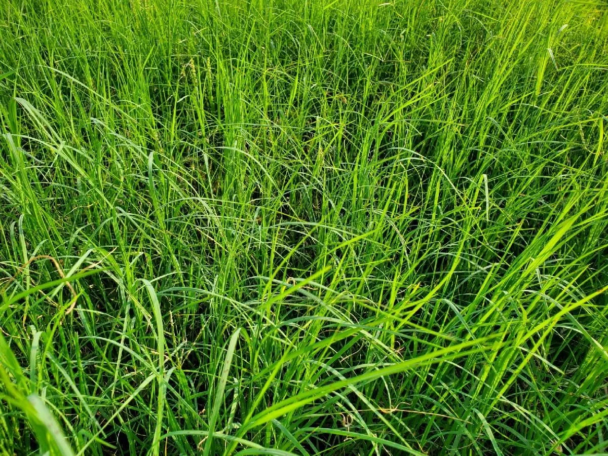 Unimproved Land For Sale in Hopkins County , 940 County Road 1106 E, Sulphur Springs, Texas 75482, 0, 0, Garage spaces, 0 Sqft, built in 0, mls#21365107, Real Estate Agent in Sulphur Springs, Homes For Sale in Hopkins county, Homes For Sale in Sulphur Springs, Realtor in Sulphur Springs Texas, Real Estate Brokerage Independent Realty Texas, Luminita Cordes Realtor