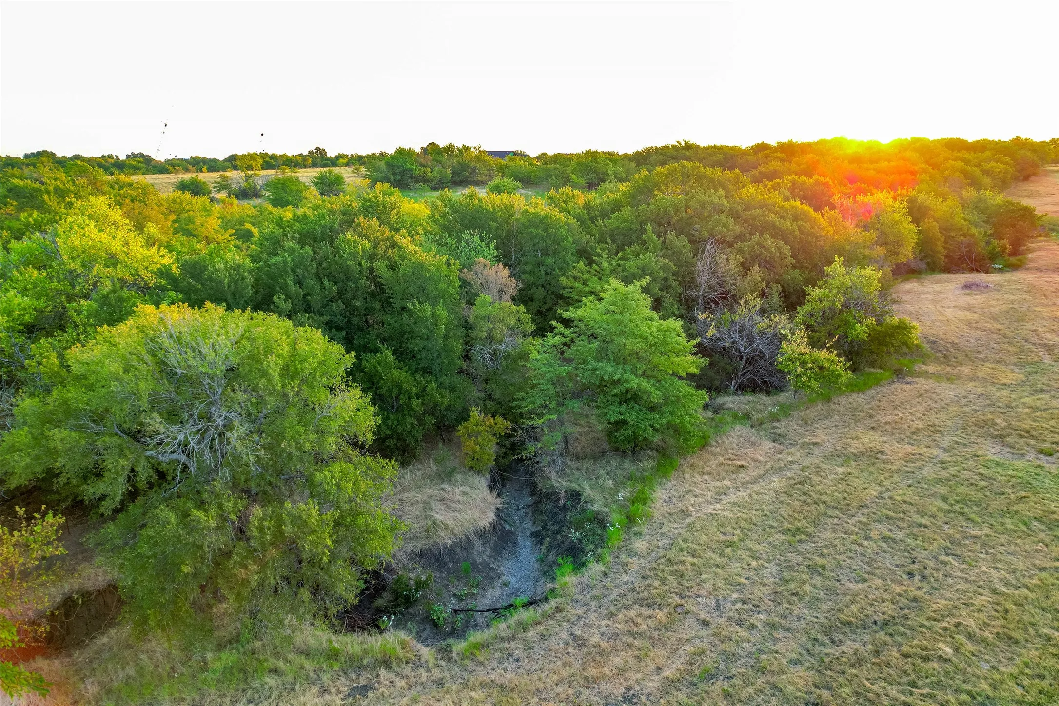 Expansive natural landscape featuring lush green trees and open grassy areas