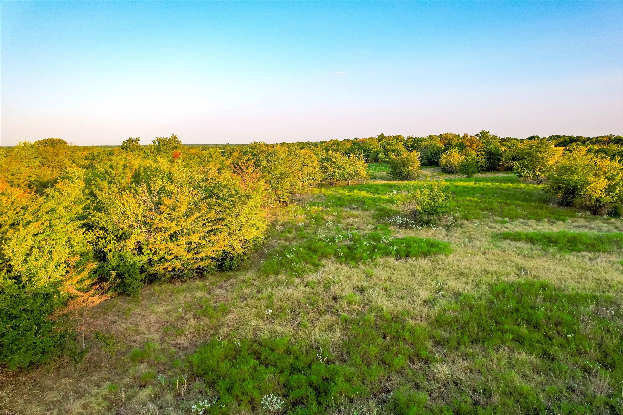 Expansive land with a mix of established trees and natural grasses