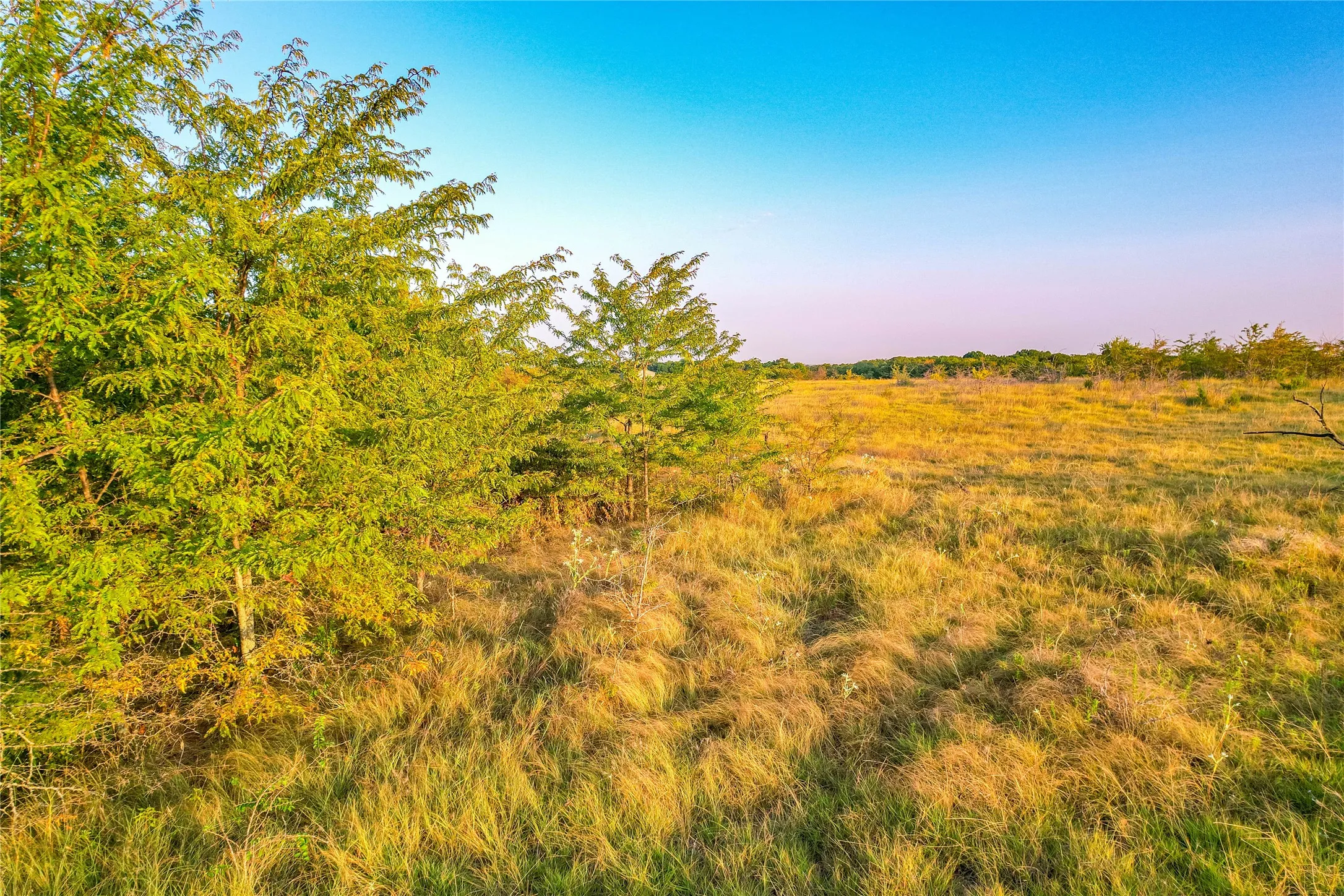 Expansive open land with natural trees and brush, featuring a clear sky