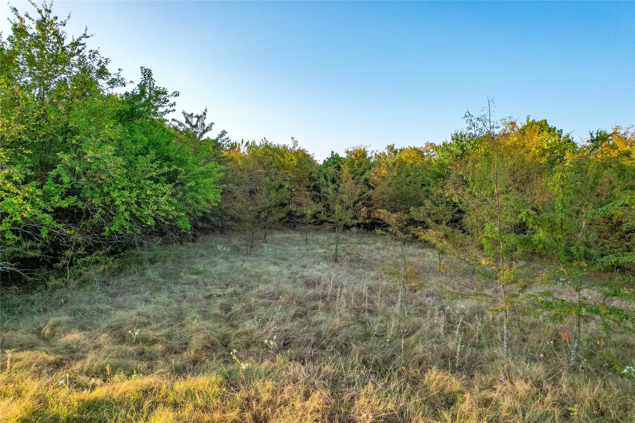 Expansive natural landscape featuring varied foliage and open grassy areas