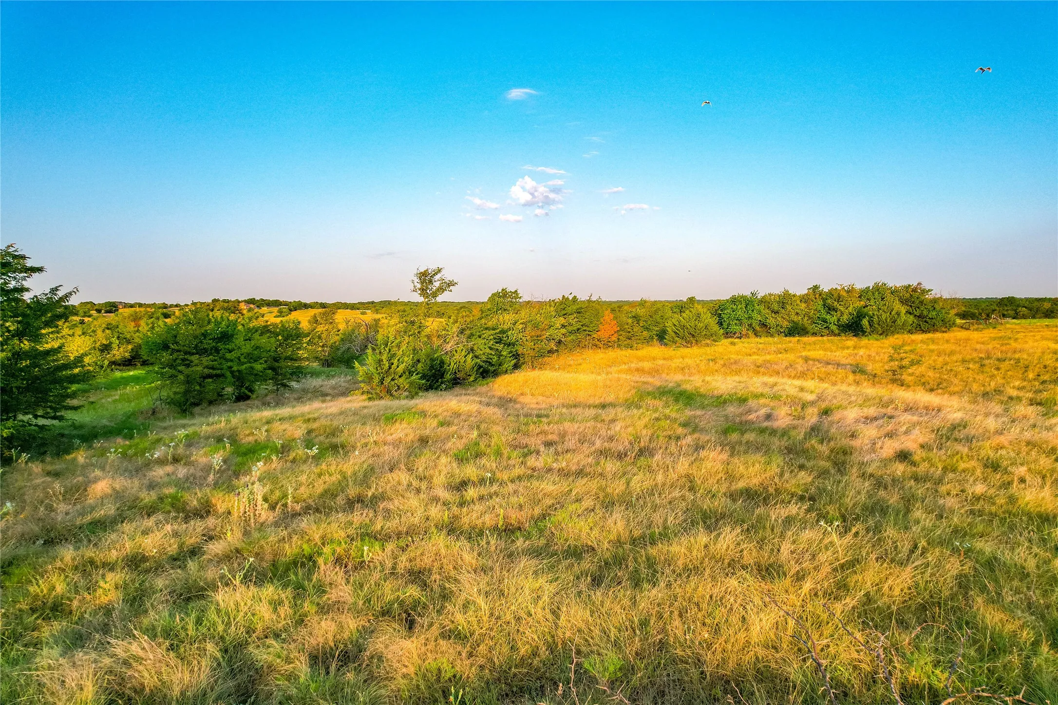 Expansive open land with varied topography, featuring natural grasses and scattered mature trees