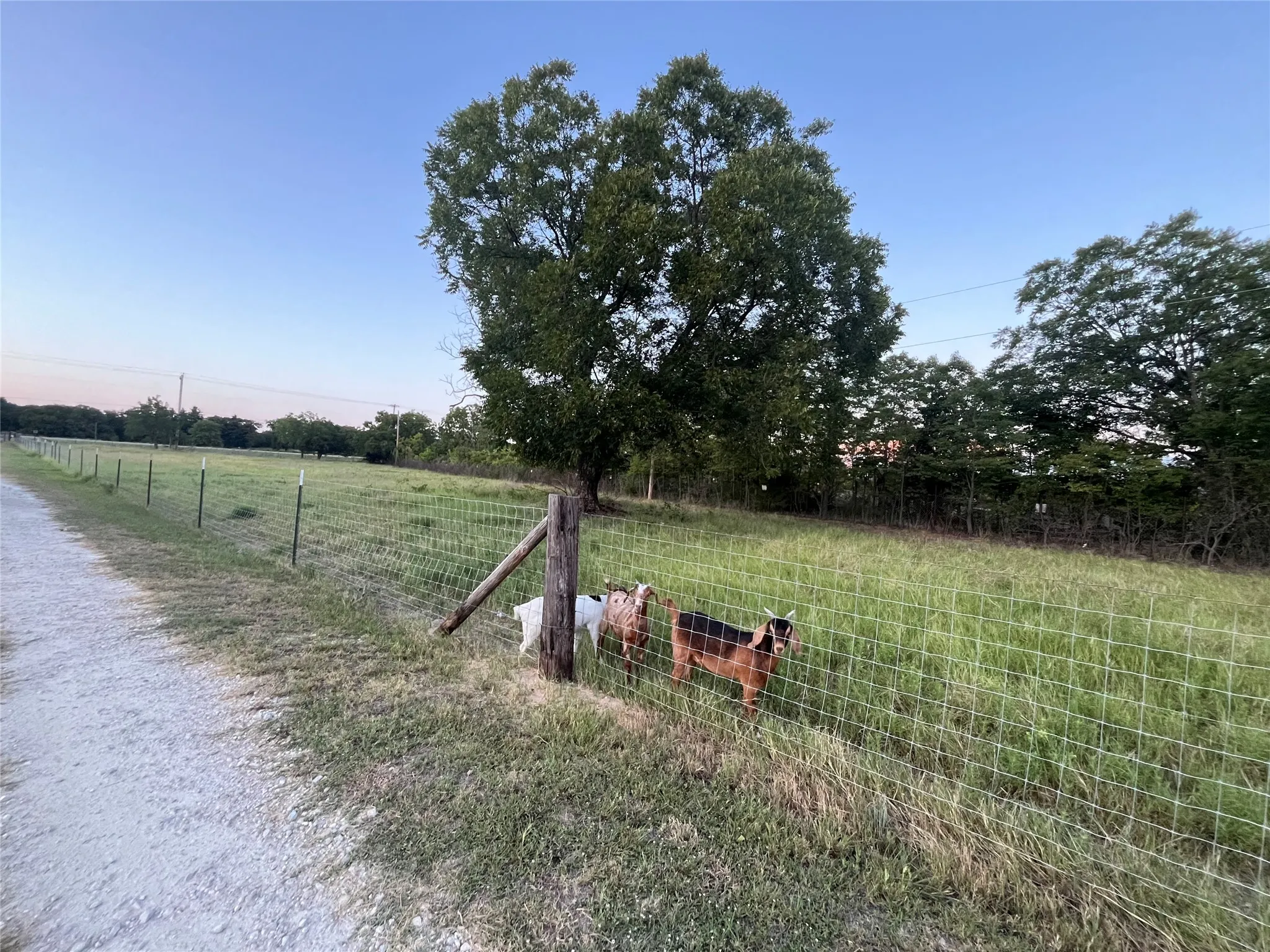 Single Family Residence For Sale in Callahan County , 12613 State Highway 36 E, Cross Plains, Texas 76443, 2 Bedroom, 2 Bathroom, Garage spaces, 1,540 Sqft, built in 1940, mls#21363090, Real Estate Agent in Cross Plains, Homes For Sale in Callahan county, Homes For Sale in Cross Plains, Realtor in Cross Plains Texas, Real Estate Brokerage Independent Realty Texas, Luminita Cordes Realtor
