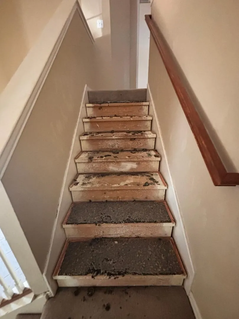 Does need flooring.