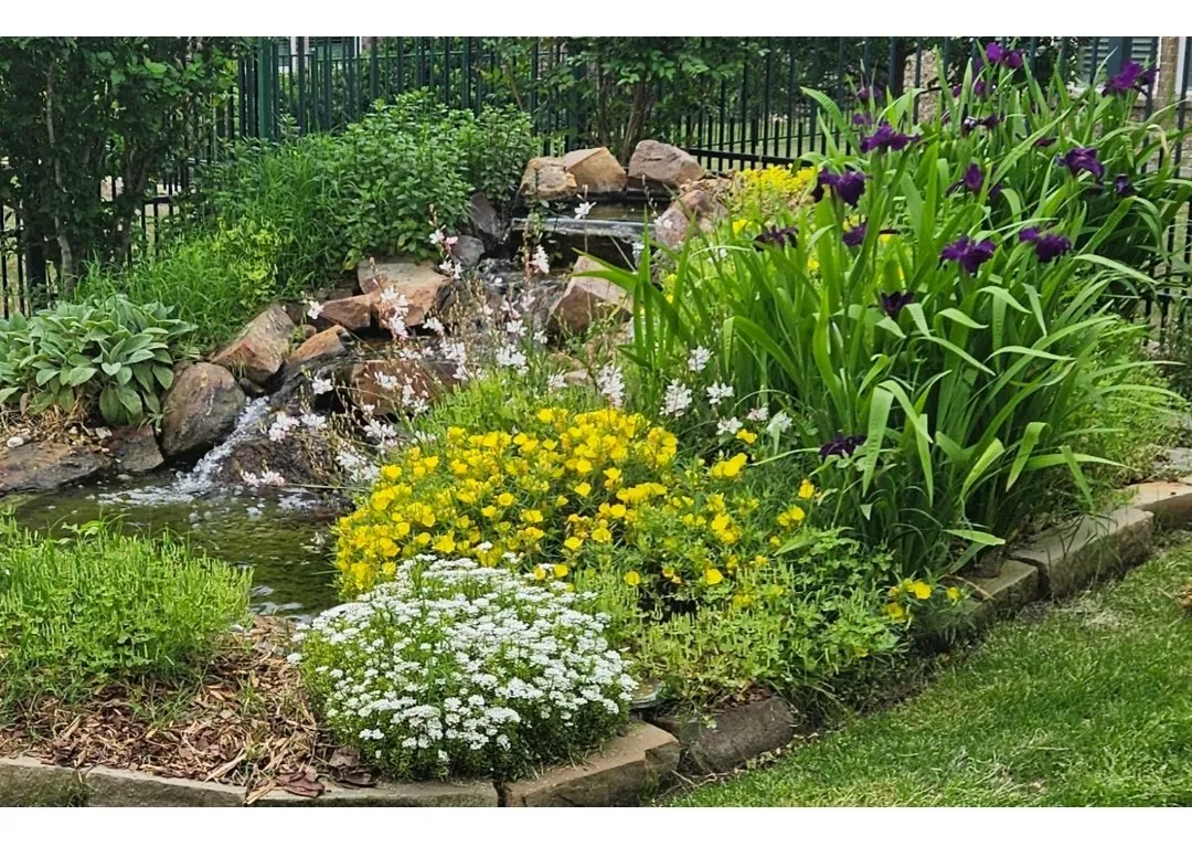 back yard in the spring