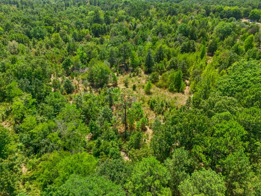 Expansive wooded acreage with a mix of mature and younger trees