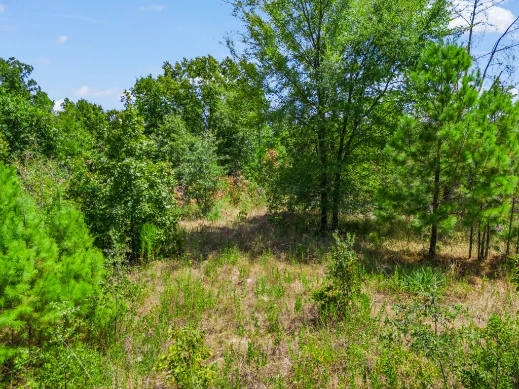 Expansive natural lot featuring mature trees and diverse foliage