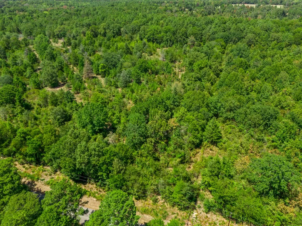 Expansive parcel featuring mature trees and varied foliage
