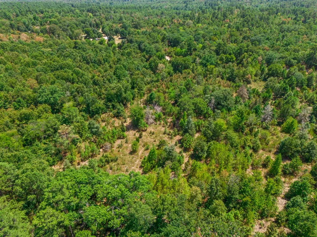 Expansive treed landscape with varied foliage