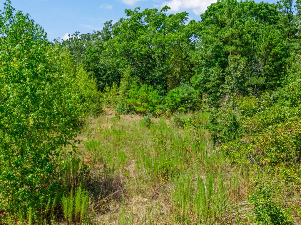 Expansive open land area surrounded by dense trees