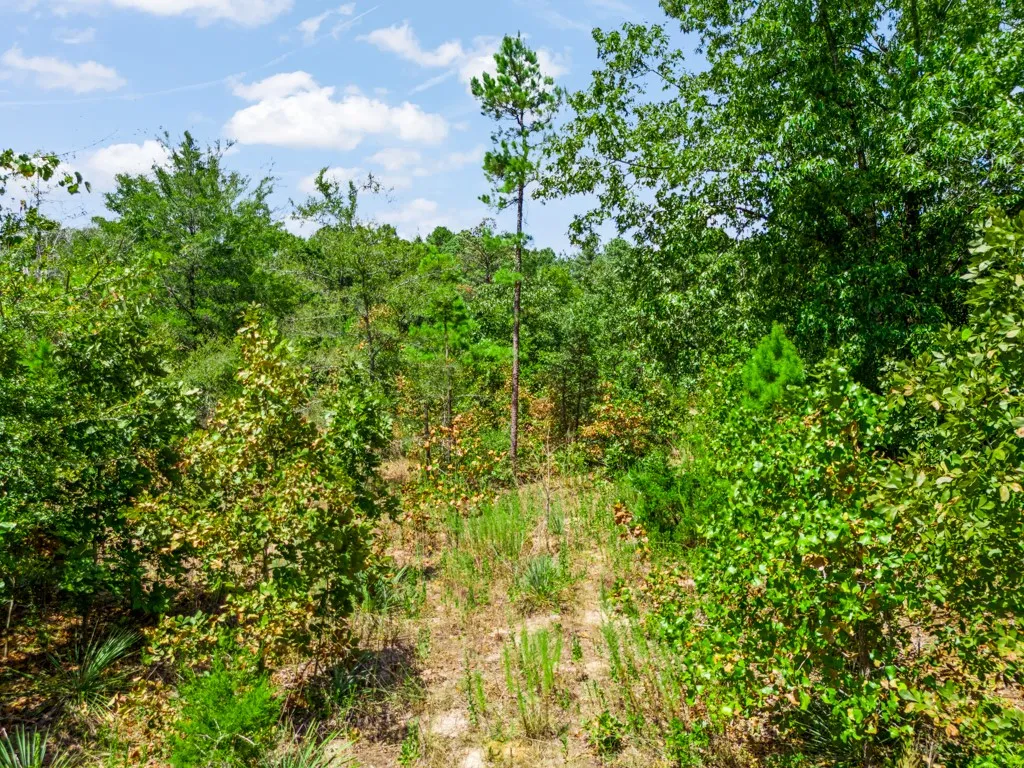 Diverse natural foliage with mature trees
