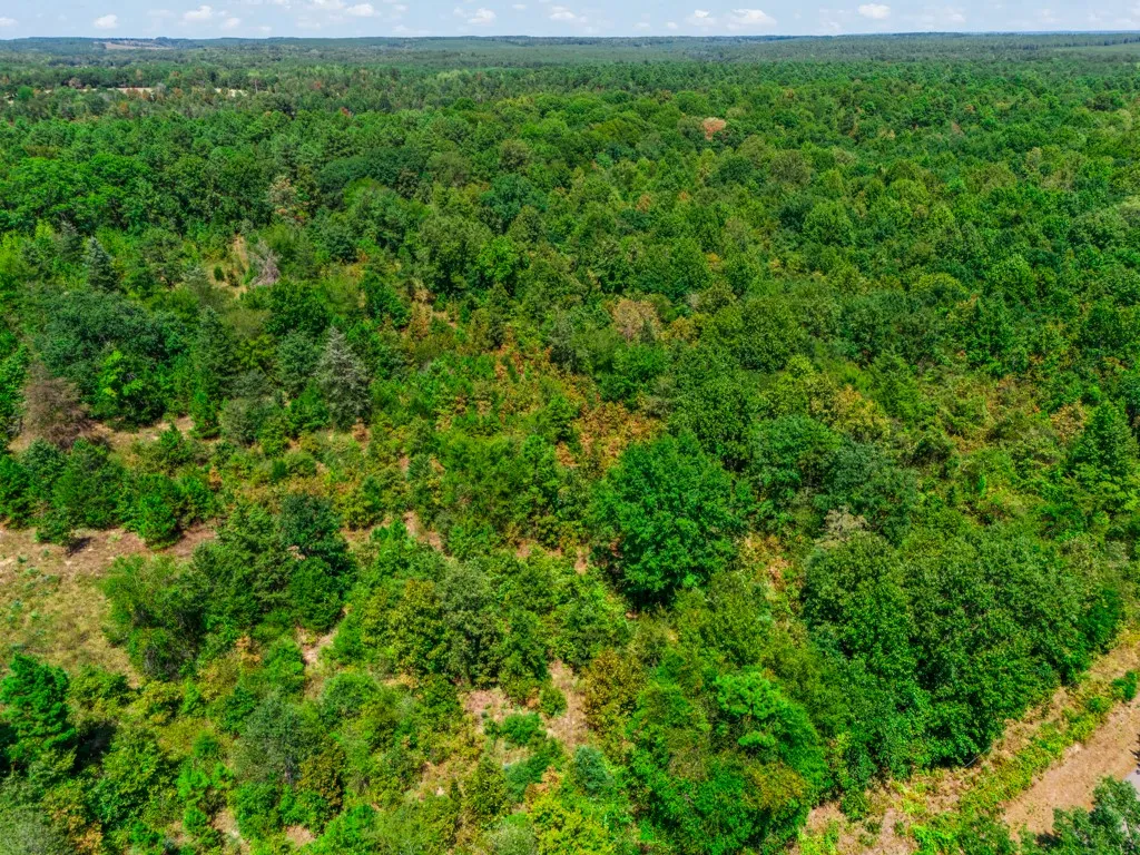 Expansive wooded terrain featuring varied deciduous and evergreen trees