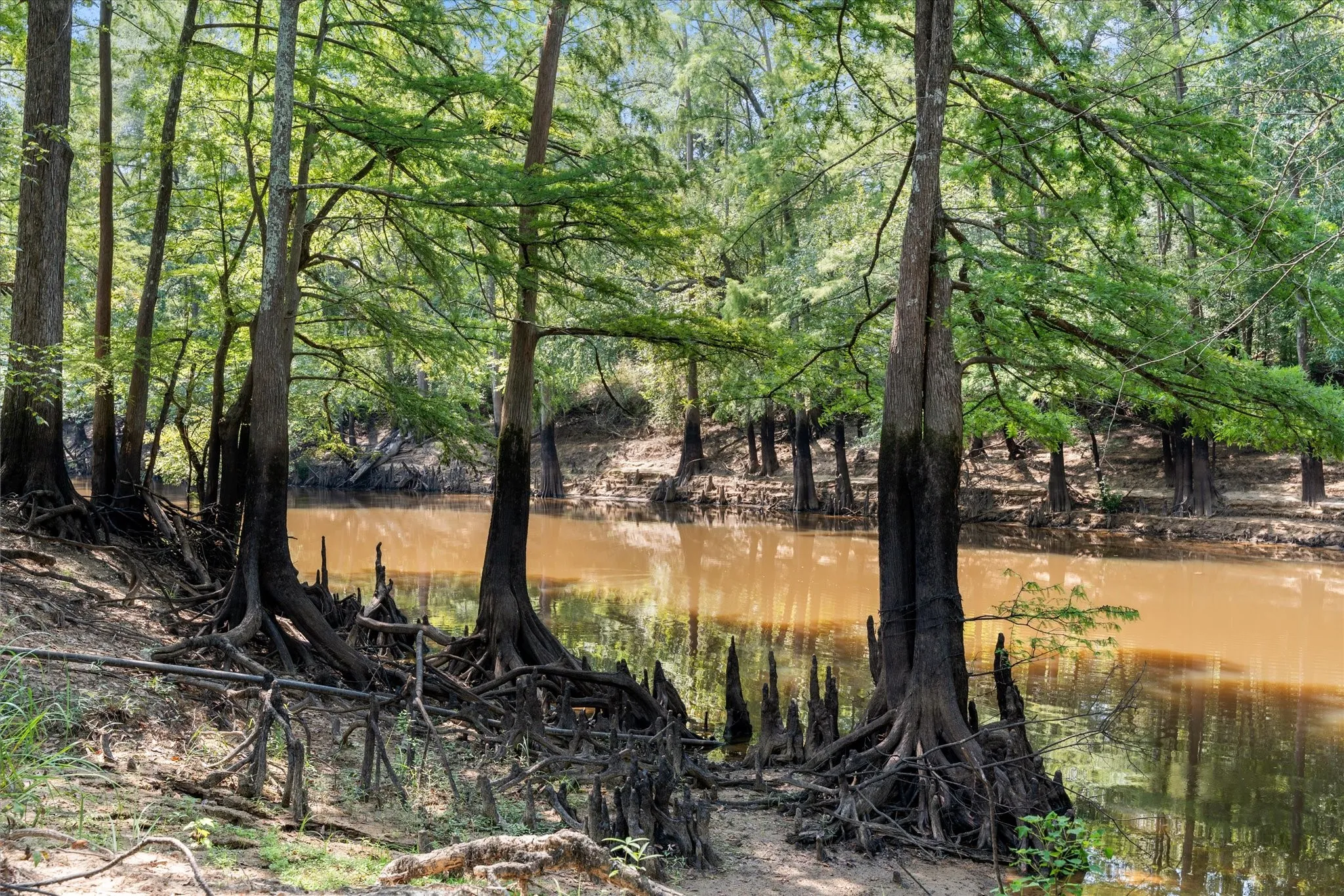 Improved Land For Sale in Marion County , 1602 TX HWY 49, Jefferson, Texas 75657, 0, 0, Garage spaces, 0 Sqft, built in 0, Price $849,999, mls#21365441, Real Estate Agent in Jefferson, Homes For Sale in Marion county, Homes For Sale in Jefferson, Realtor in Jefferson Texas, Real Estate Brokerage Independent Realty Texas, Luminita Cordes Realtor