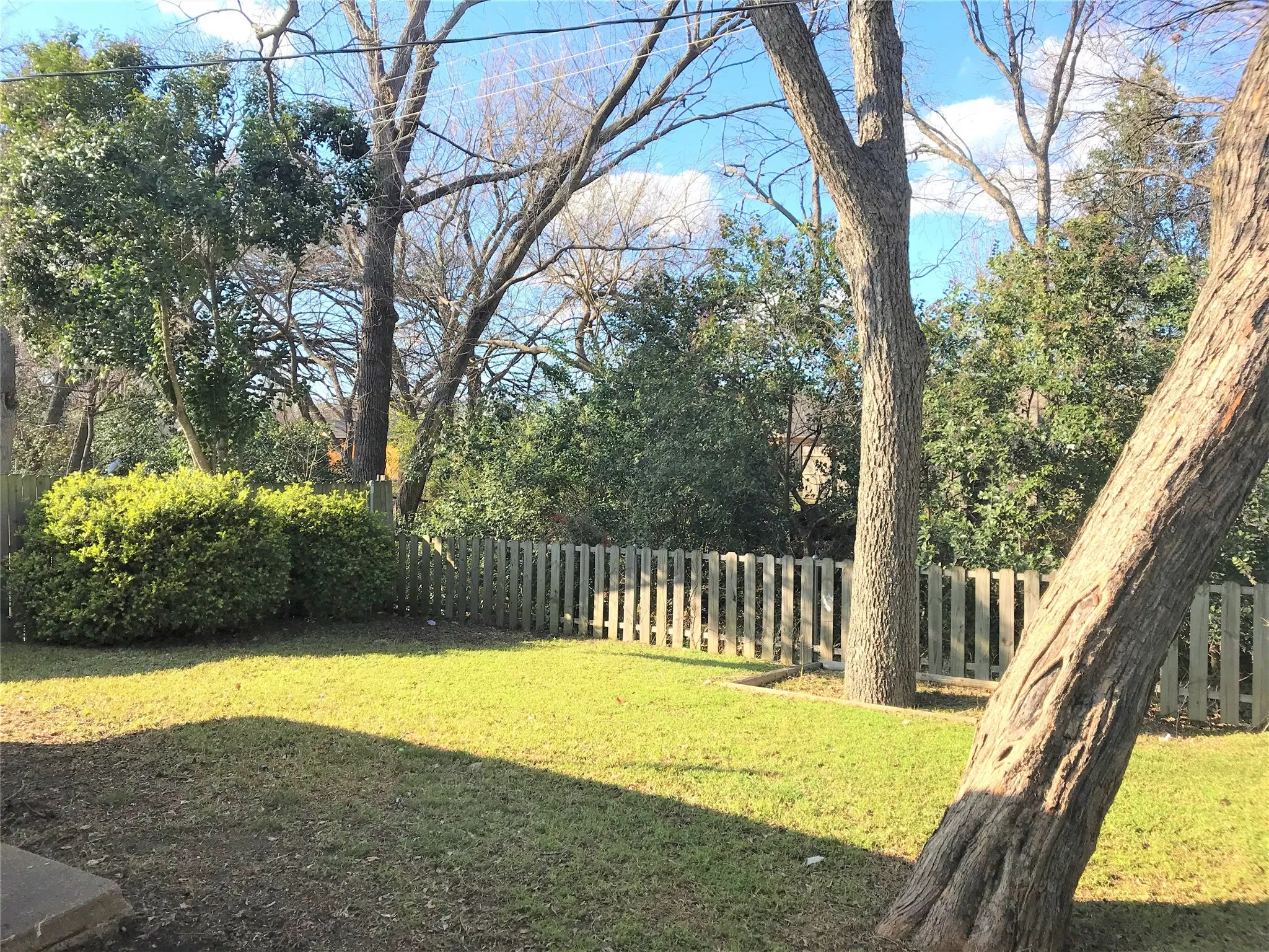 Several shade trees in the backyard