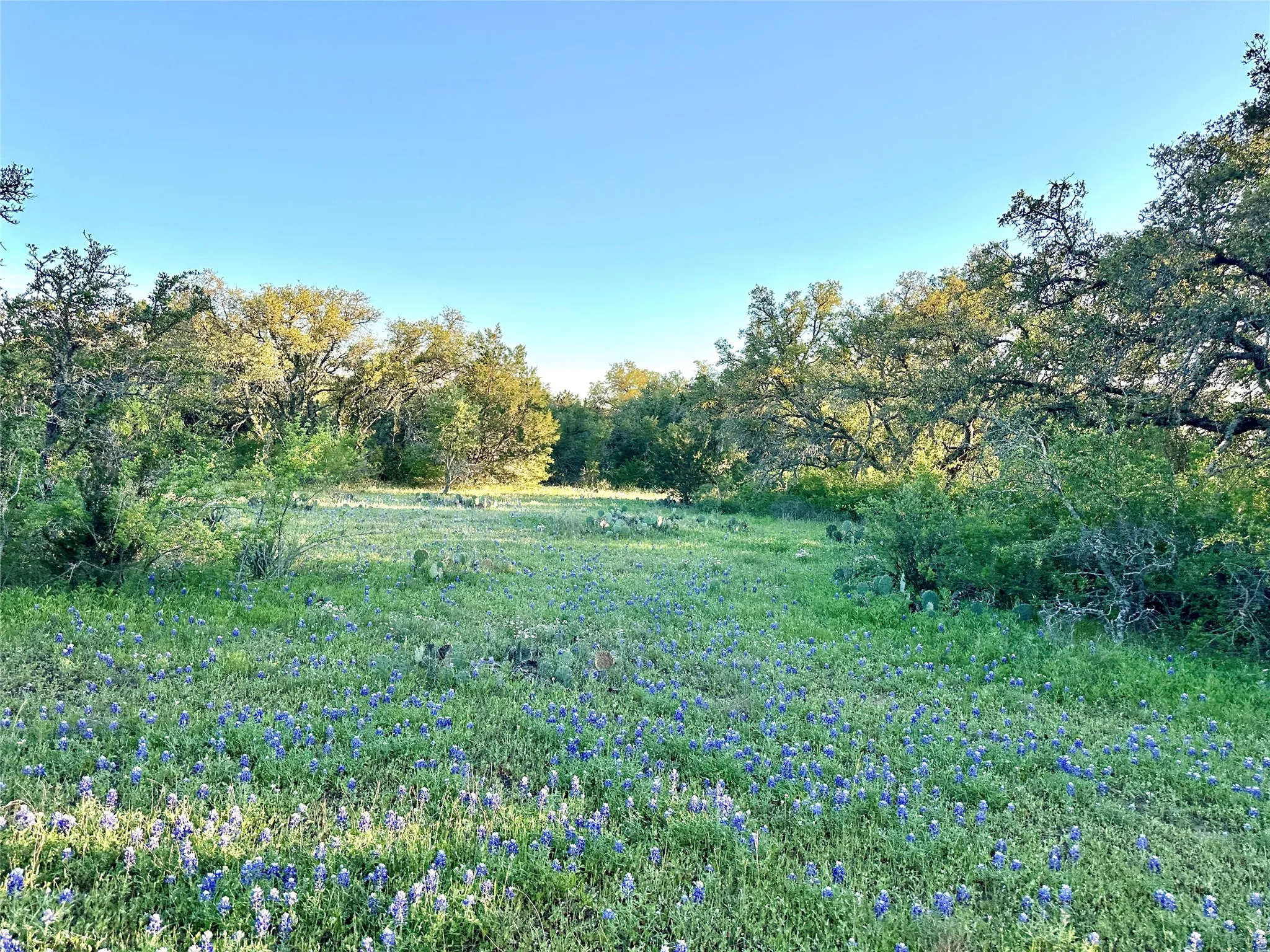 Ranch For Sale in Mills County , 11 County Road 191, Mullin, Texas 76864, 0, 0, Garage spaces, 0 Sqft, built in 0, mls#21365459, Real Estate Agent in Mullin, Homes For Sale in Mills county, Homes For Sale in Mullin, Realtor in Mullin Texas, Real Estate Brokerage Independent Realty Texas, Luminita Cordes Realtor