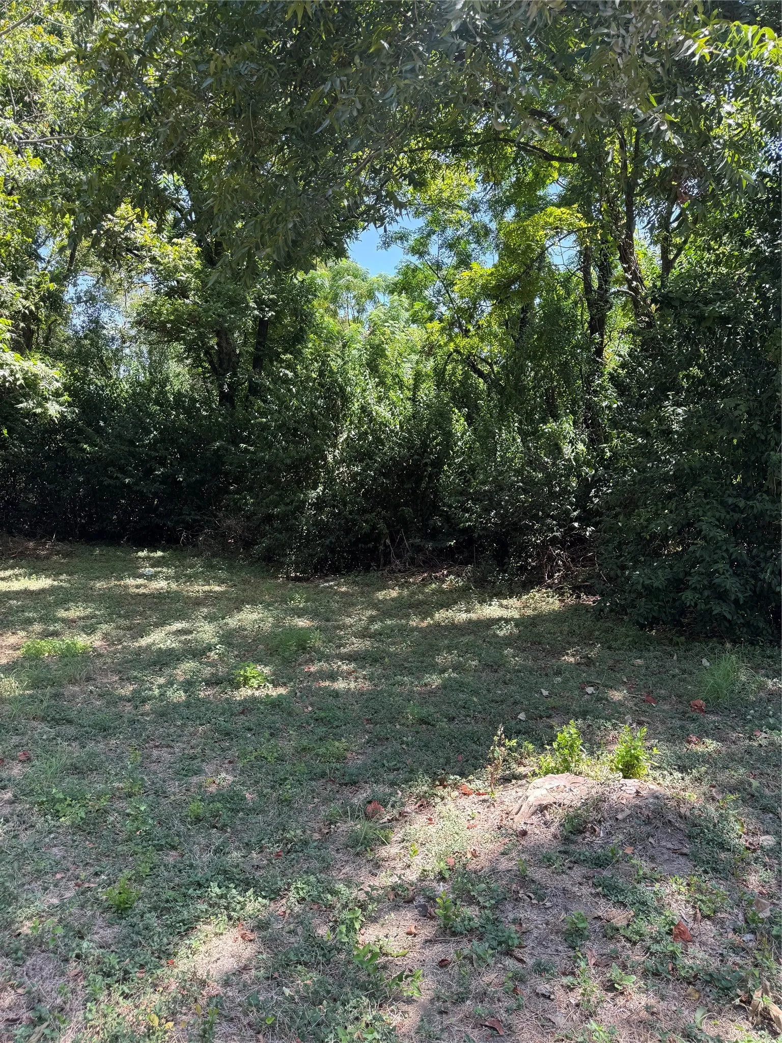 Mature trees providing natural shade