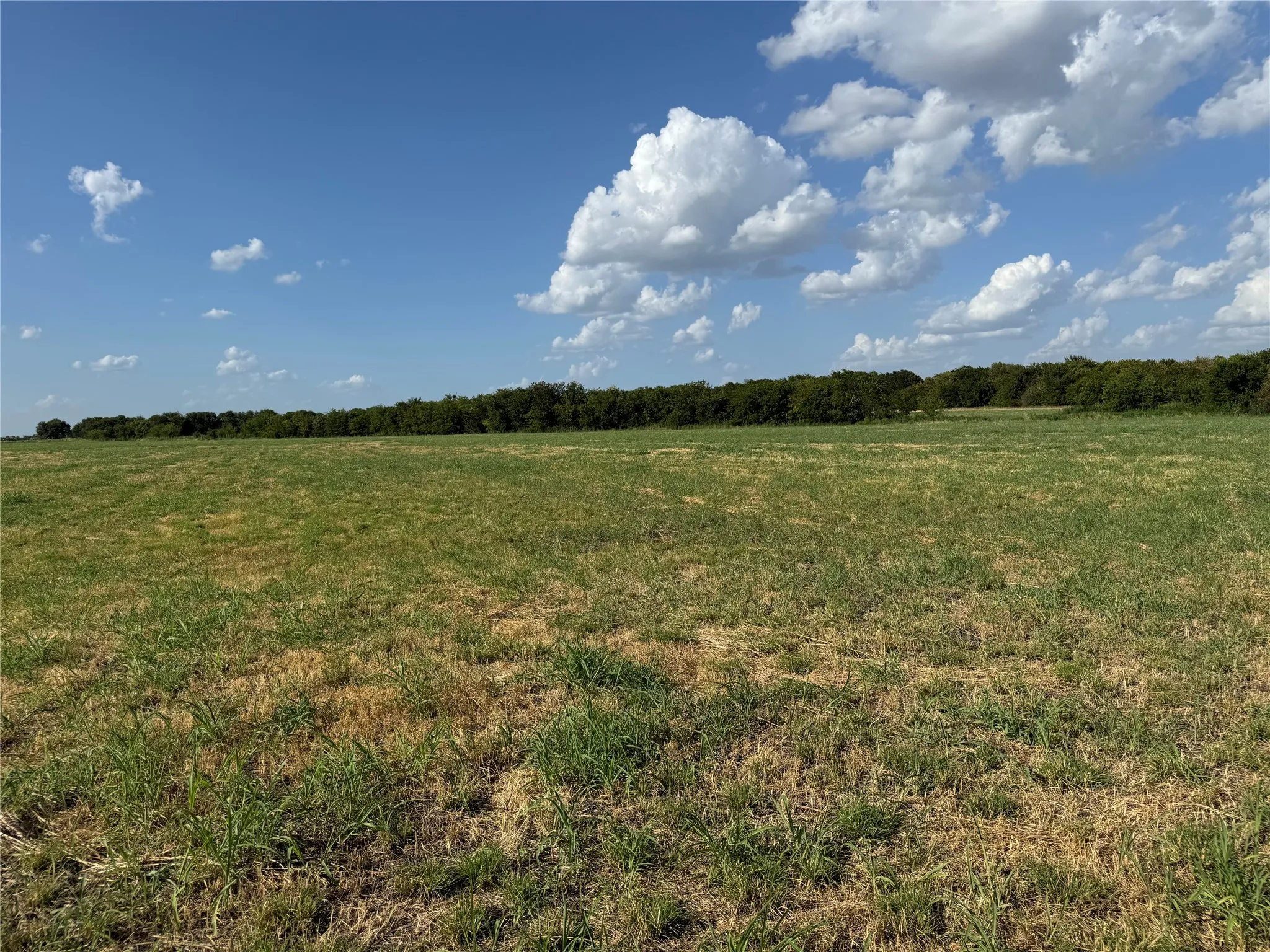 Expansive open field with natural grass and a distant tree line