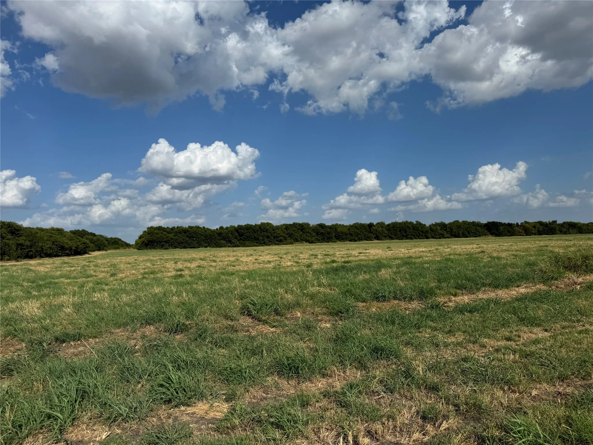 Expansive open pasture with natural grass, bordered by a dense line of mature trees