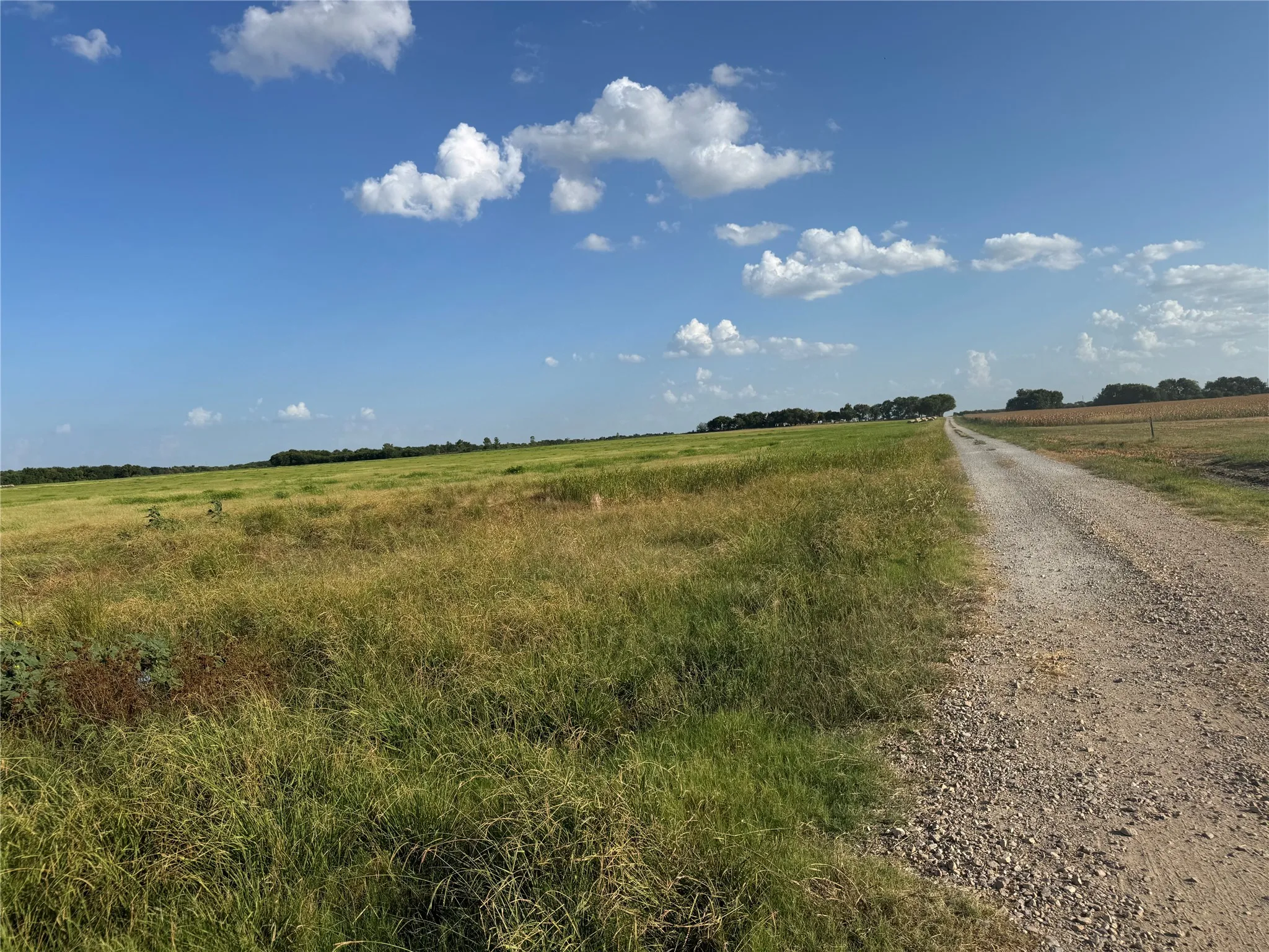 Expansive agricultural land featuring a gravel road and clear sky