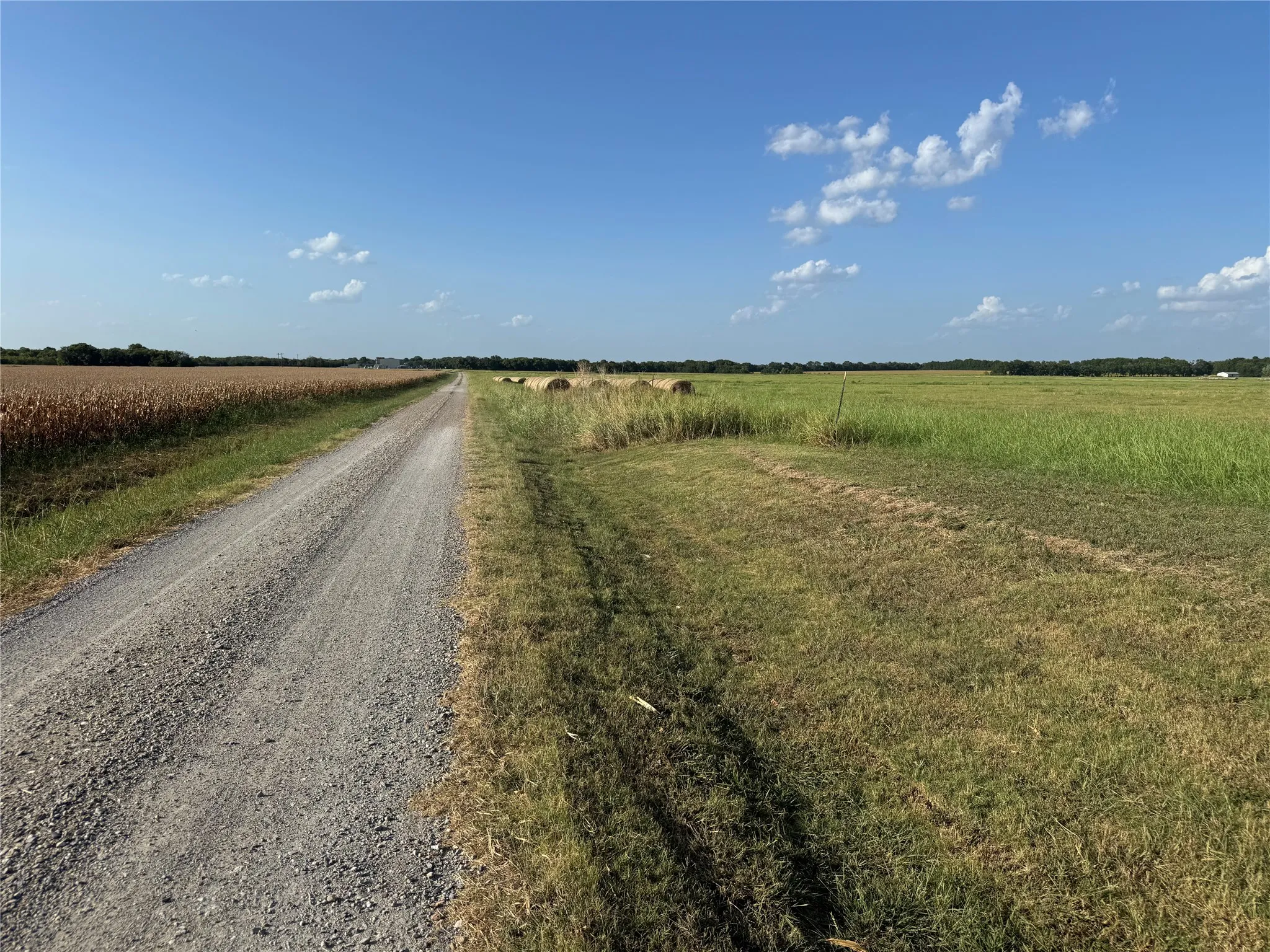 Gravel road leading through expansive fields, bordered by cultivated crops and natural grassland, under a clear sky