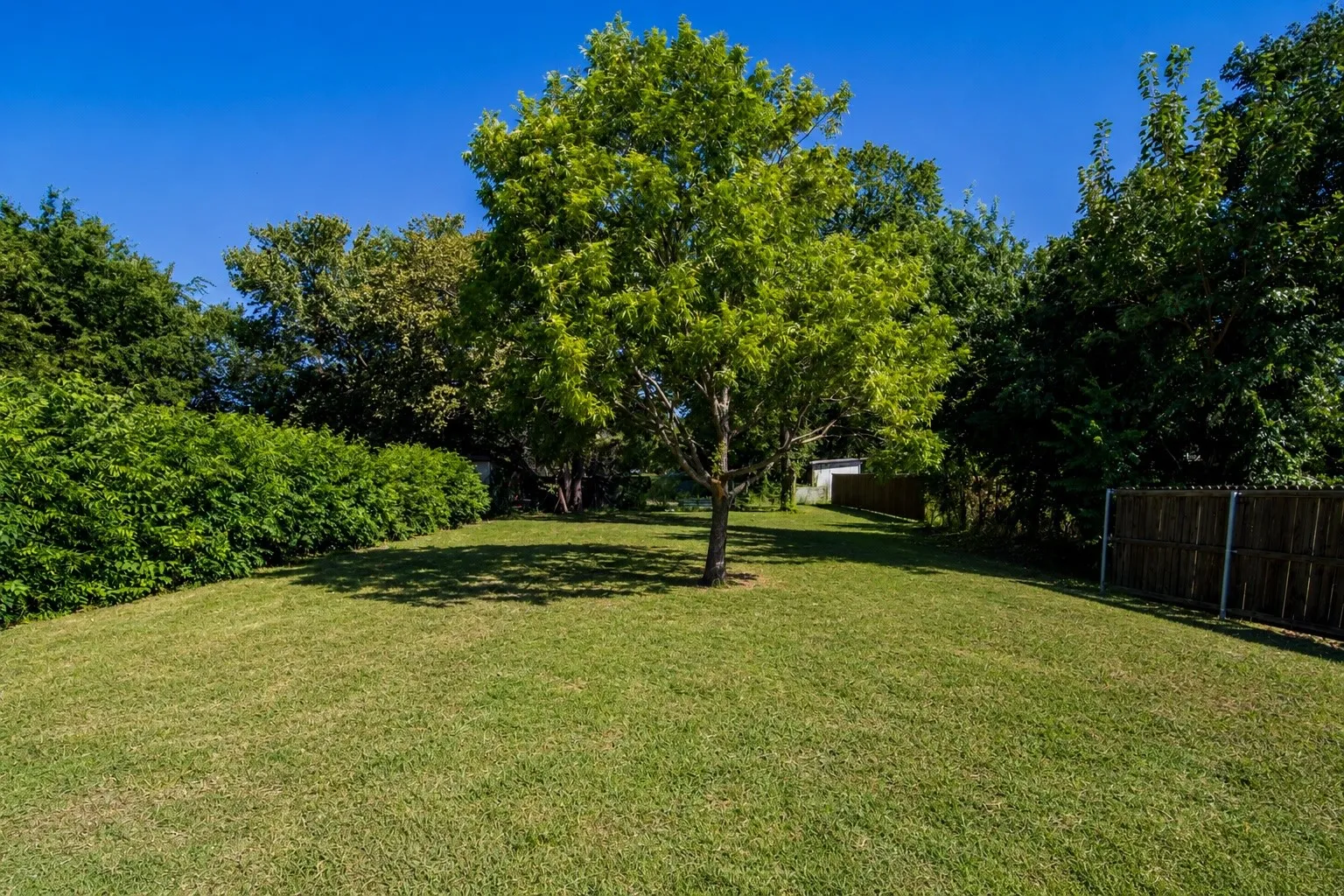 Expansive green lawn featuring a mature shade tree, dense privacy hedges, and a wood fence