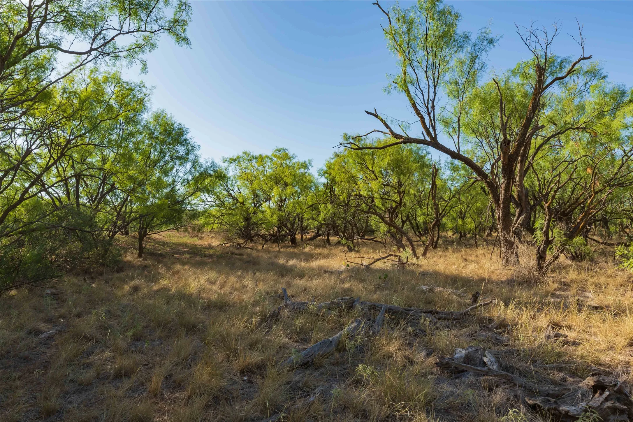 Unimproved Land For Sale in Jones County , oo FM 1226, Stamford, Texas 79553, 0, 0, Garage spaces, 0 Sqft, built in 0, mls#21365653, Real Estate Agent in Stamford, Homes For Sale in Jones county, Homes For Sale in Stamford, Realtor in Stamford Texas, Real Estate Brokerage Independent Realty Texas, Luminita Cordes Realtor