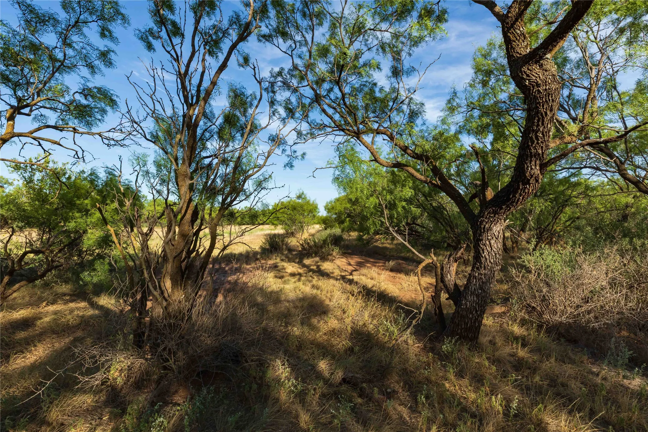 Unimproved Land For Sale in Jones County , oo FM 1226, Stamford, Texas 79553, 0, 0, Garage spaces, 0 Sqft, built in 0, mls#21365653, Real Estate Agent in Stamford, Homes For Sale in Jones county, Homes For Sale in Stamford, Realtor in Stamford Texas, Real Estate Brokerage Independent Realty Texas, Luminita Cordes Realtor