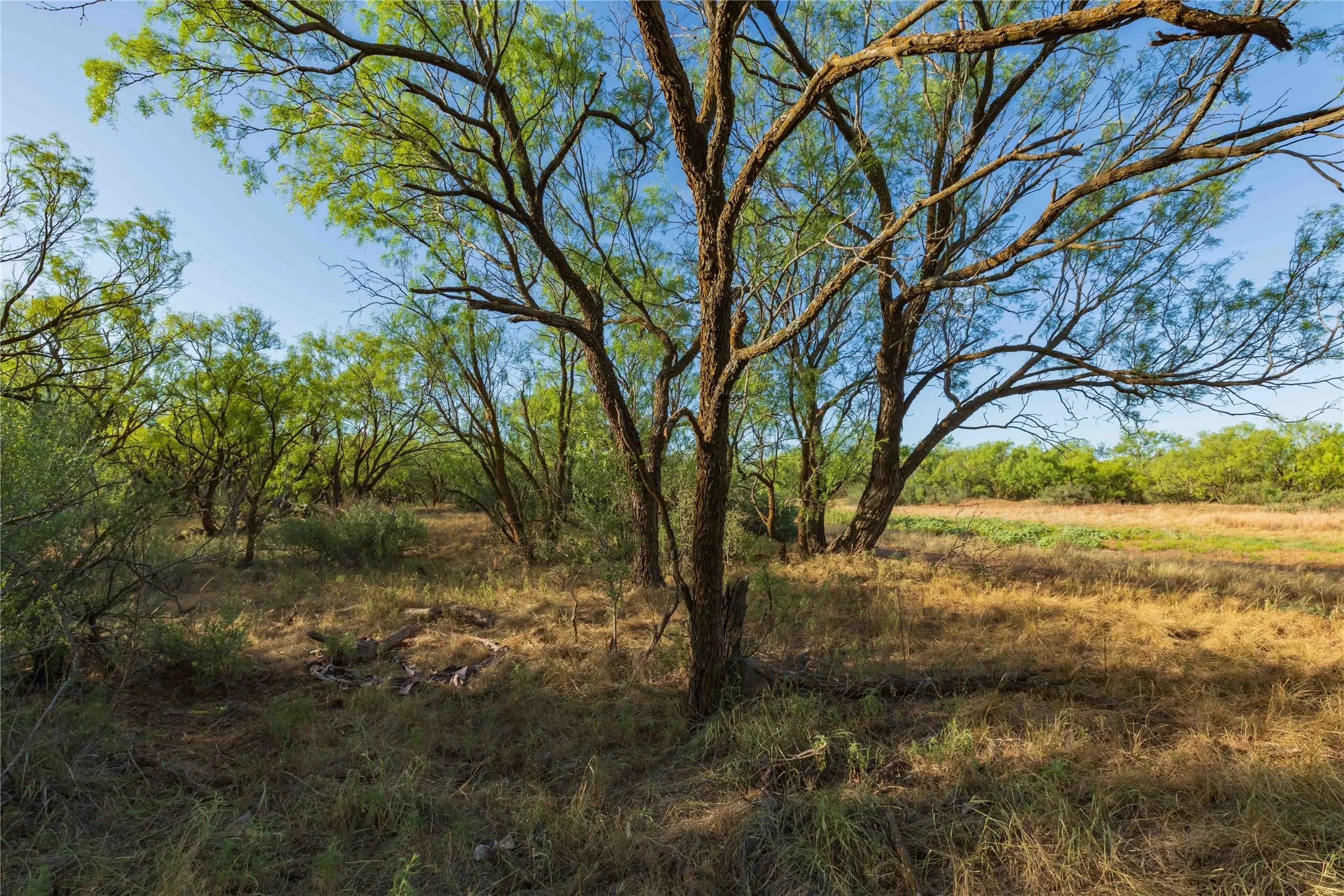 Unimproved Land For Sale in Jones County , oo FM 1226, Stamford, Texas 79553, 0, 0, Garage spaces, 0 Sqft, built in 0, mls#21365653, Real Estate Agent in Stamford, Homes For Sale in Jones county, Homes For Sale in Stamford, Realtor in Stamford Texas, Real Estate Brokerage Independent Realty Texas, Luminita Cordes Realtor