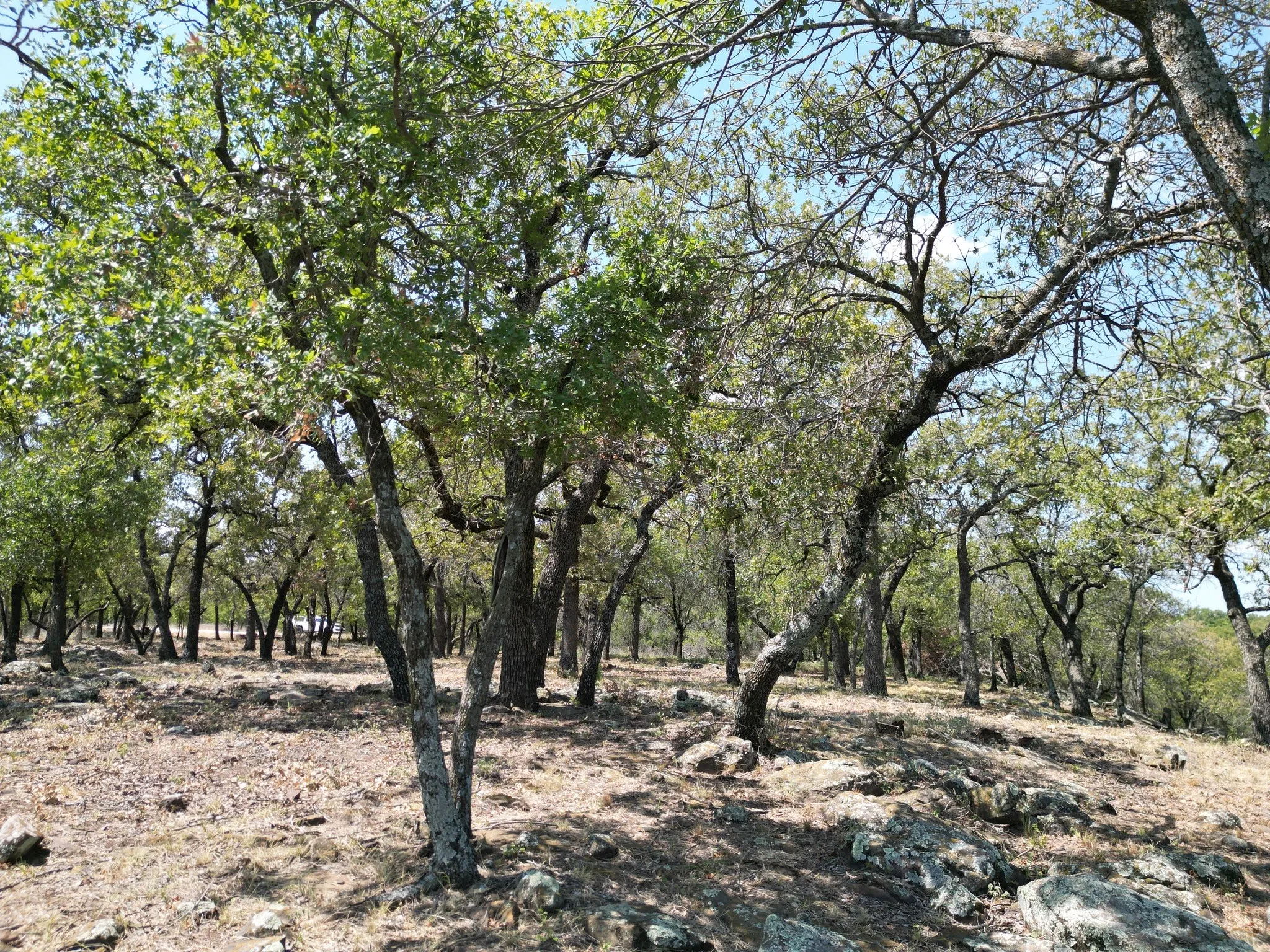 Unimproved Land For Sale in Palo Pinto County , F27 Kiki Run, Gordon, Texas 76453, 0, 0, Garage spaces, 0 Sqft, built in 0, Price $249,900, mls#21351867, Real Estate Agent in Gordon, Homes For Sale in Palo Pinto county, Homes For Sale in Gordon, Realtor in Gordon Texas, Real Estate Brokerage Independent Realty Texas, Luminita Cordes Realtor