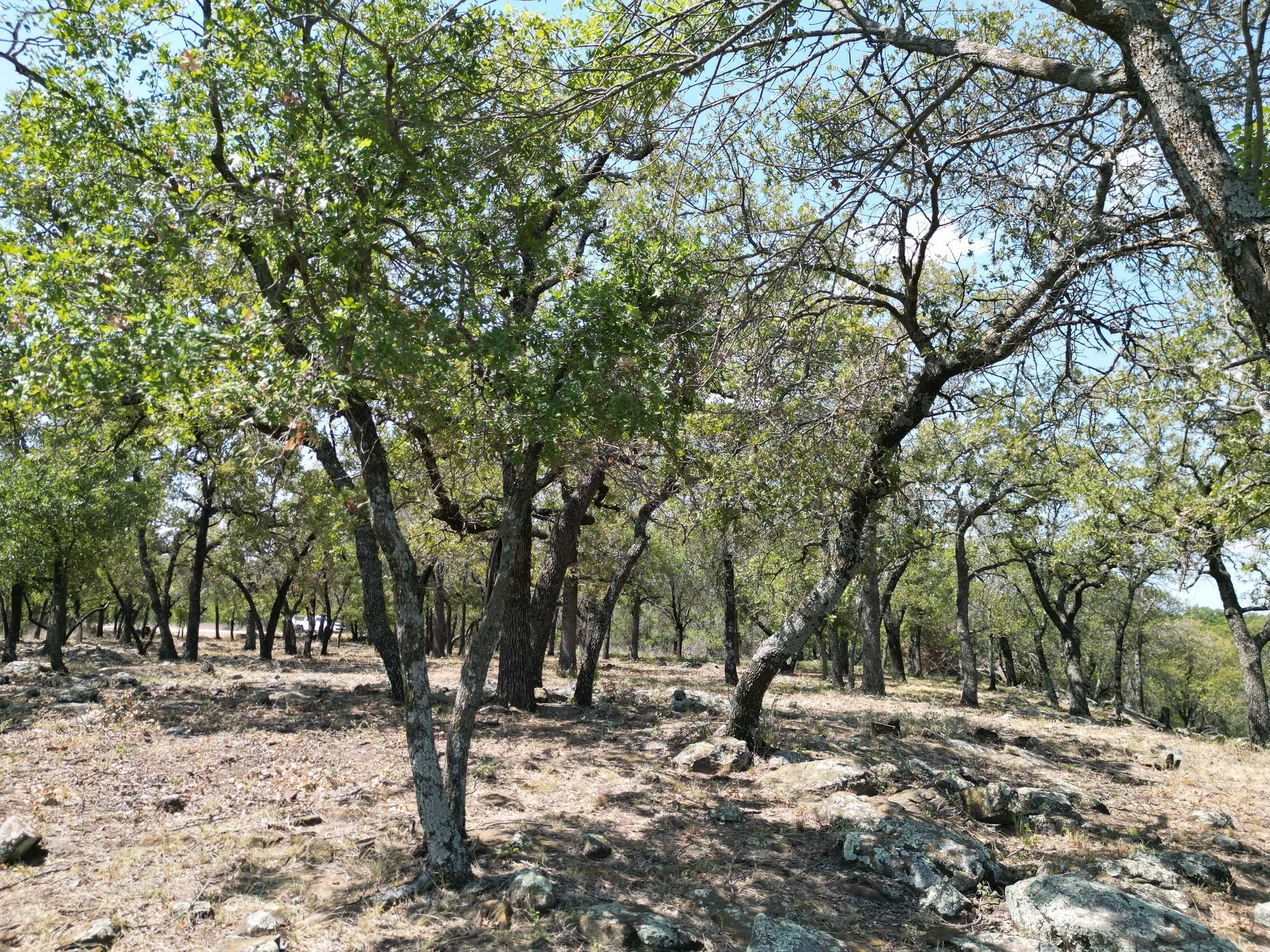 Unimproved Land For Sale in Palo Pinto County , F27 Kiki Run, Gordon, Texas 76453, 0, 0, Garage spaces, 0 Sqft, built in 0, Price $249,900, mls#21351867, Real Estate Agent in Gordon, Homes For Sale in Palo Pinto county, Homes For Sale in Gordon, Realtor in Gordon Texas, Real Estate Brokerage Independent Realty Texas, Luminita Cordes Realtor
