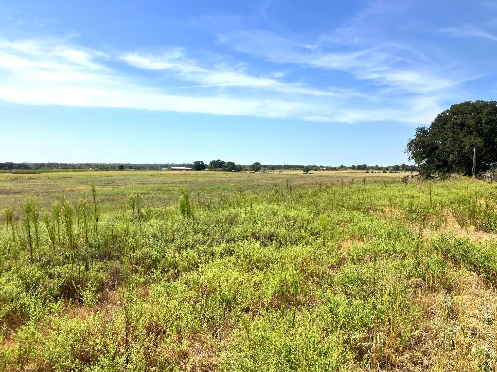 Improved Land For Sale in Comanche County , 25.49 Acres TBD Highway 6, De Leon, Texas 76444, 0, 0, Garage spaces, 0 Sqft, built in 0, Price $267,645, mls#21365709, Real Estate Agent in De Leon, Homes For Sale in Comanche county, Homes For Sale in De Leon, Realtor in De Leon Texas, Real Estate Brokerage Independent Realty Texas, Luminita Cordes Realtor