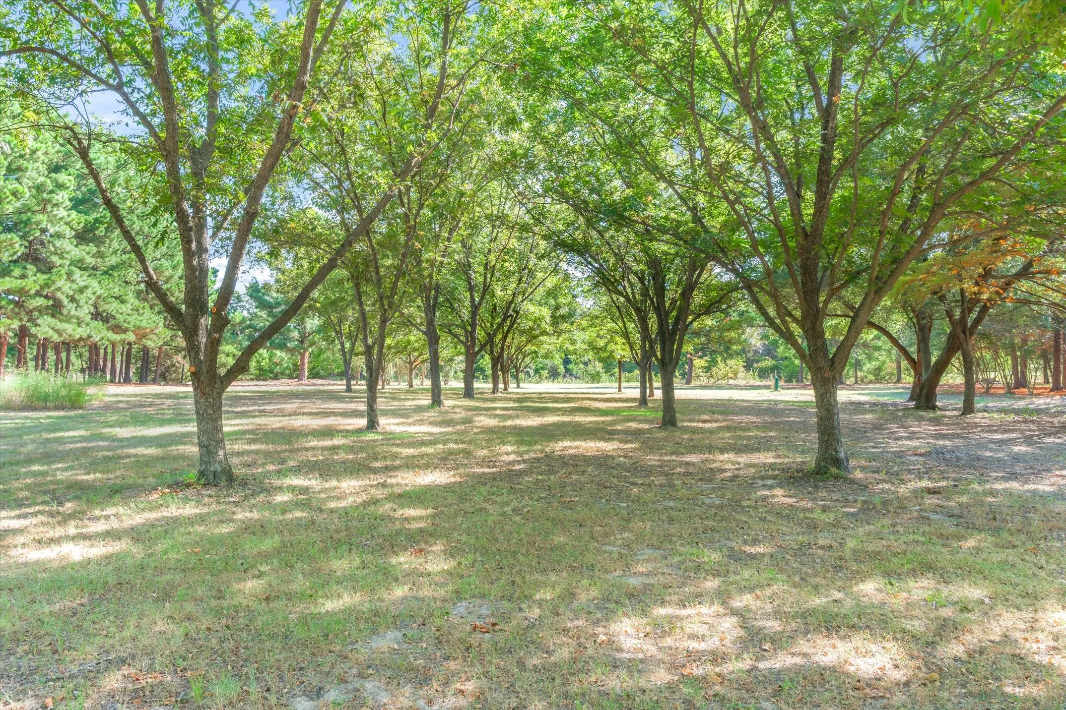 Pecan Orchard