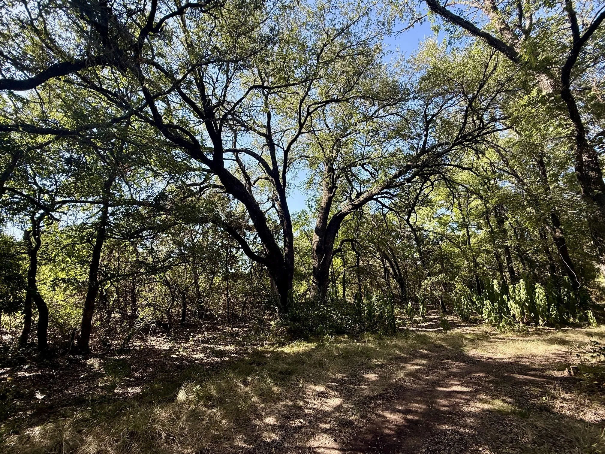 Improved Land For Sale in Hamilton County , 3931 County Road 607, Hamilton, Texas 76531, 0, 0, Garage spaces, 0 Sqft, built in 0, mls#21365723, Real Estate Agent in Hamilton, Homes For Sale in Hamilton county, Homes For Sale in Hamilton, Realtor in Hamilton Texas, Real Estate Brokerage Independent Realty Texas, Luminita Cordes Realtor